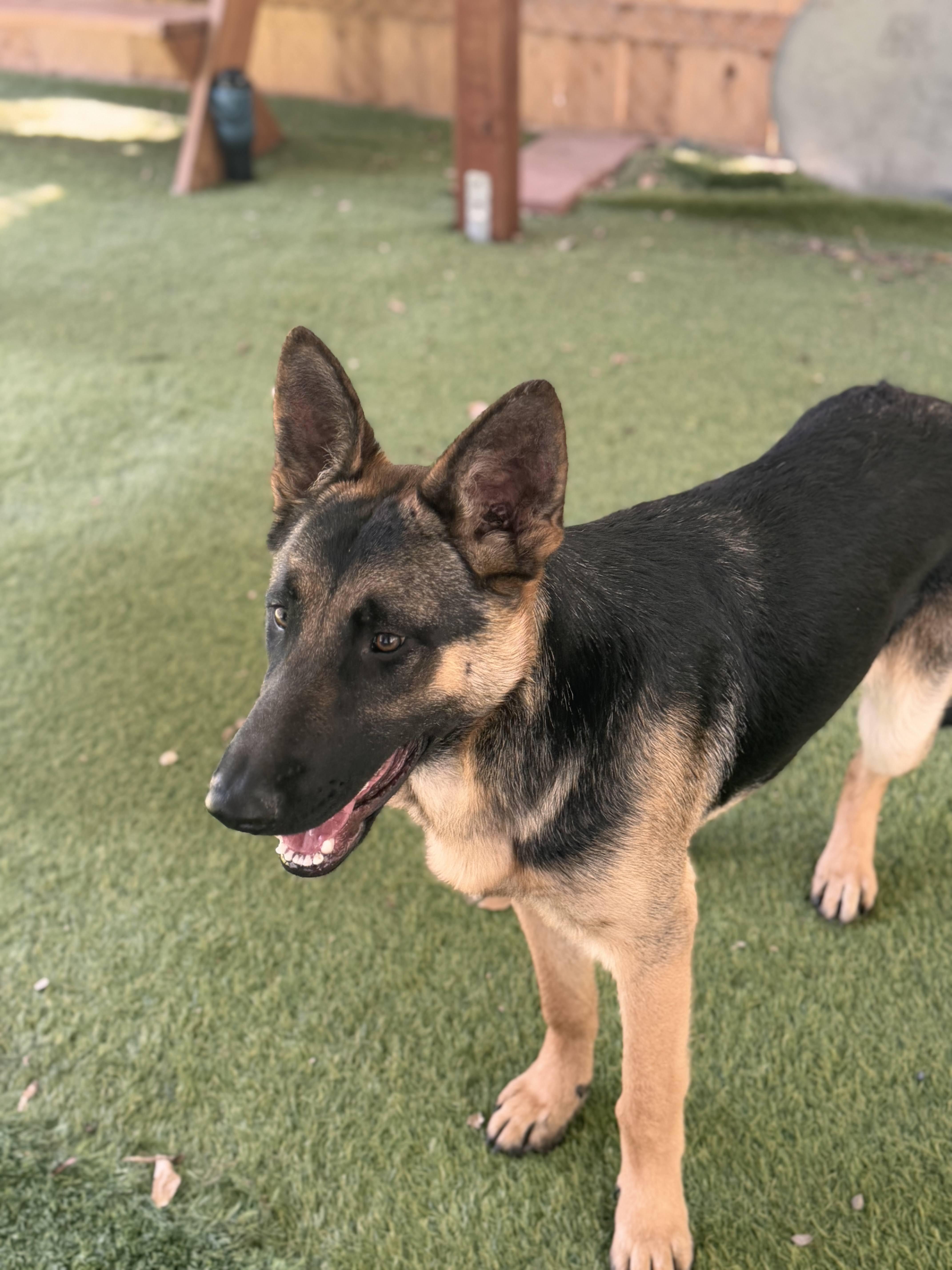 Anthony, Adoptable, Young Male German Shepherd Dog.