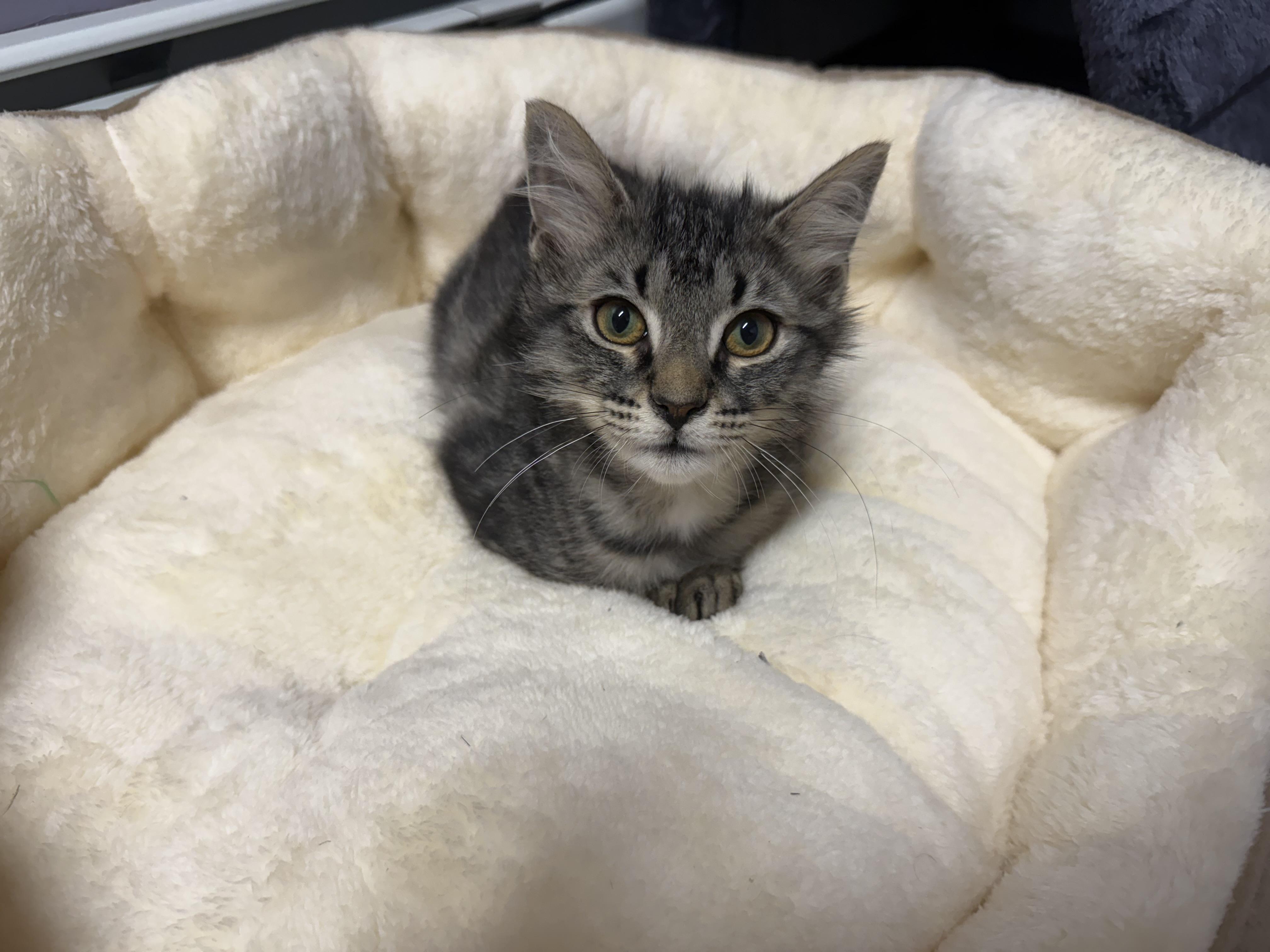 Enlarge Yam, an adoptable mixed breed in Clifton, NJ image 5/5