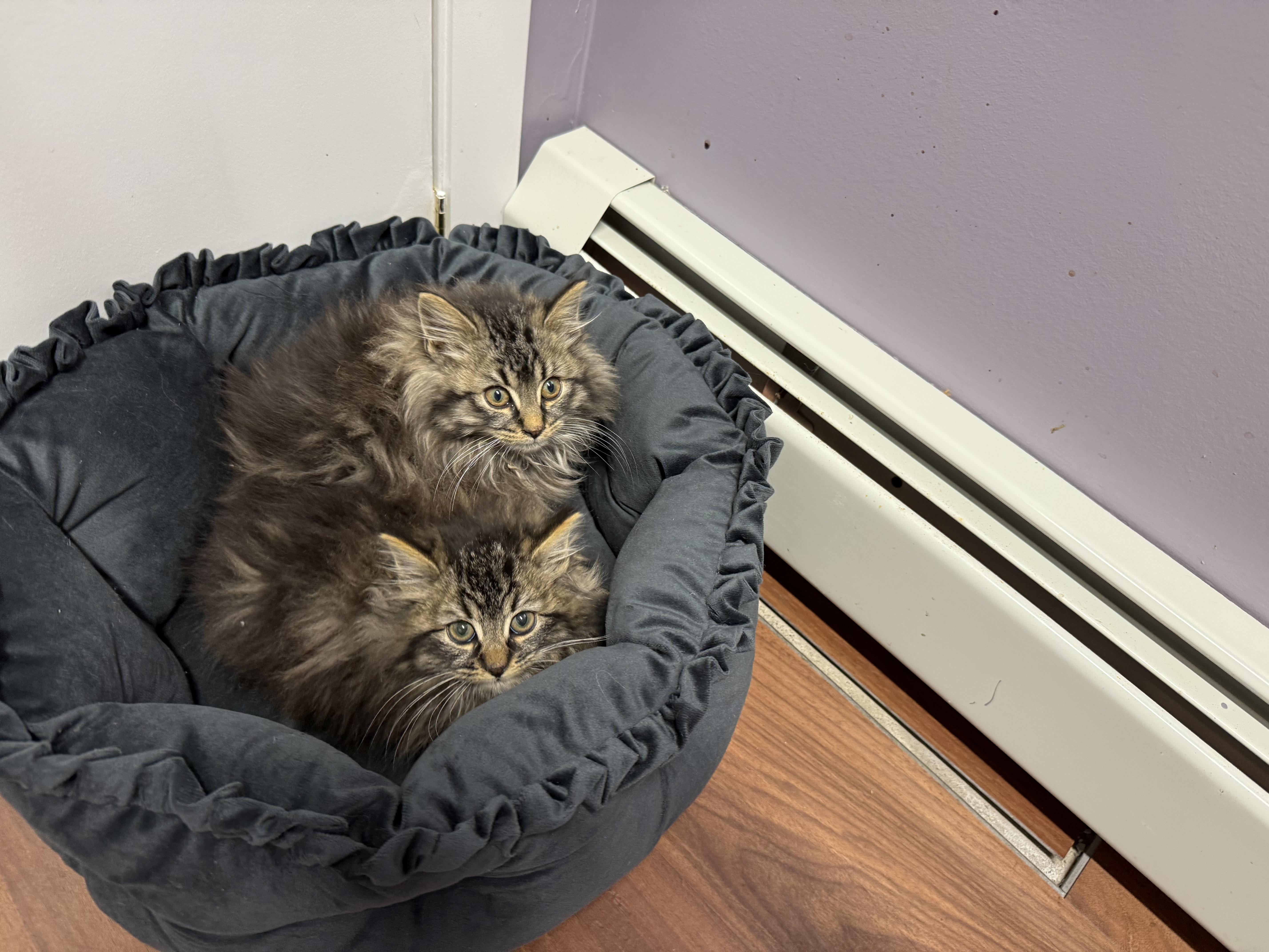 Enlarge Yam, a ADOPTABLE mixed breed in Clifton, NJ image 1/4