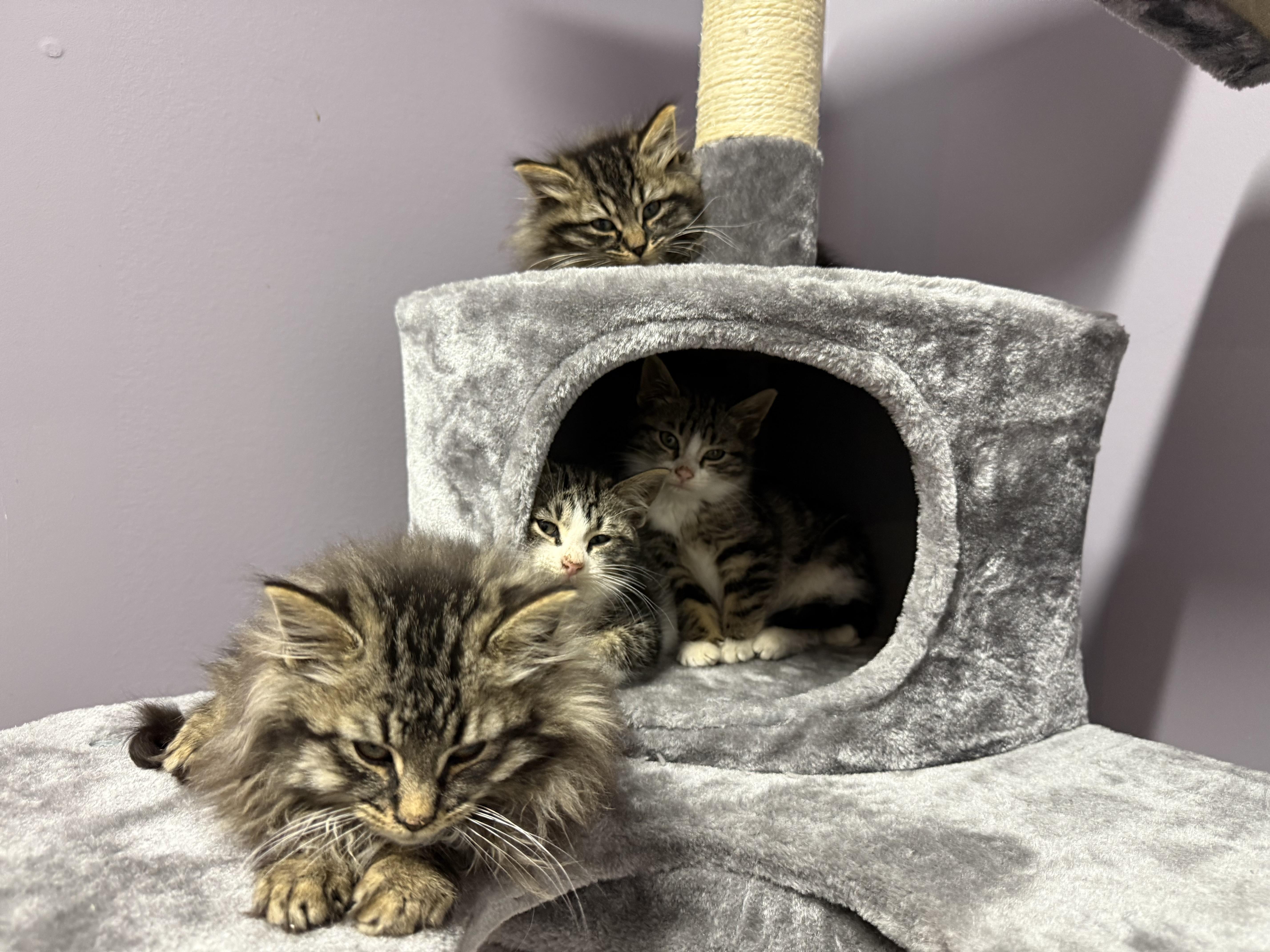 Enlarge Yam, a ADOPTABLE mixed breed in Clifton, NJ image 4/4