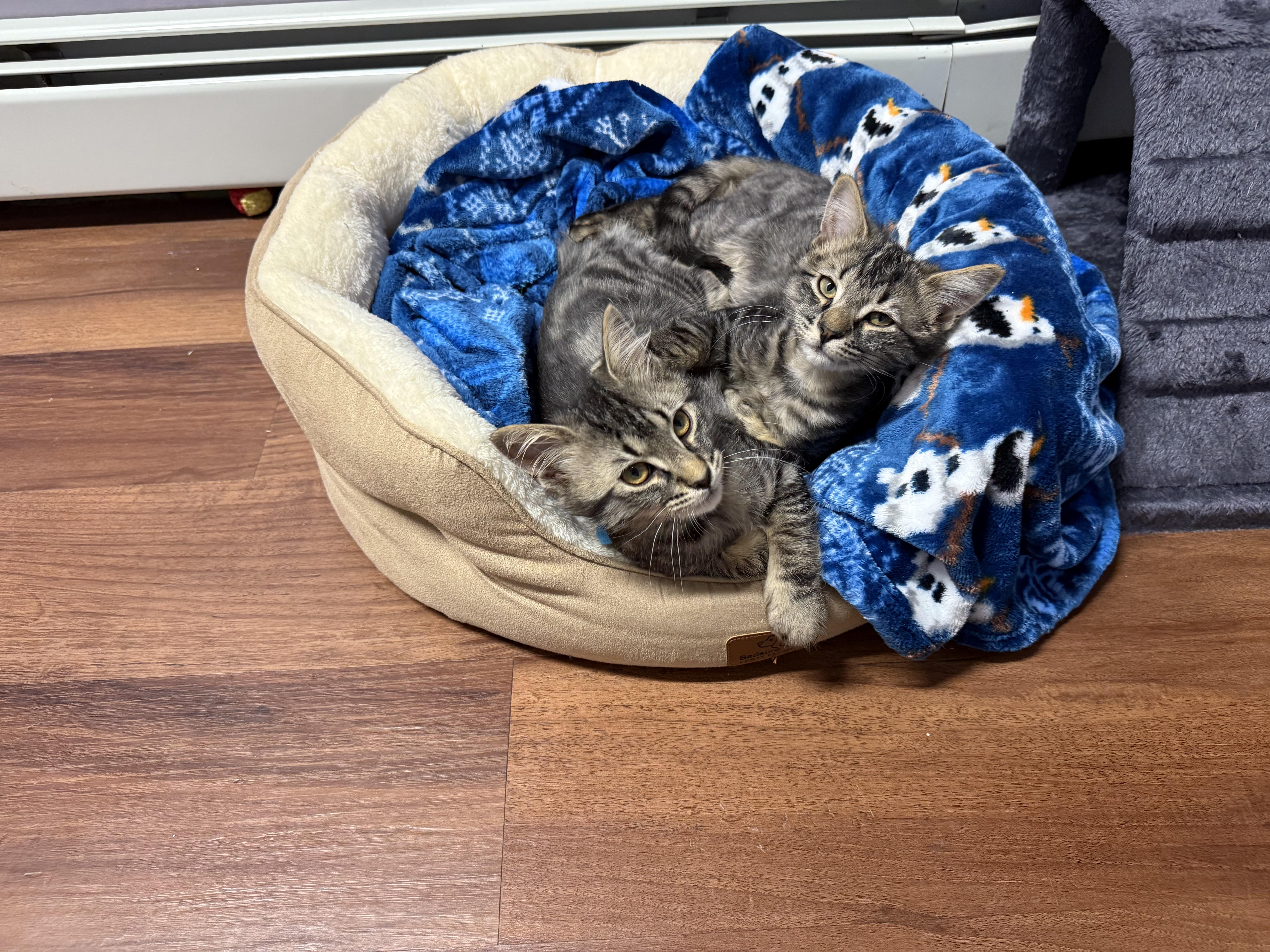 Yam, adoptable, Kitten Male Maine Coon & Domestic Long Hair.