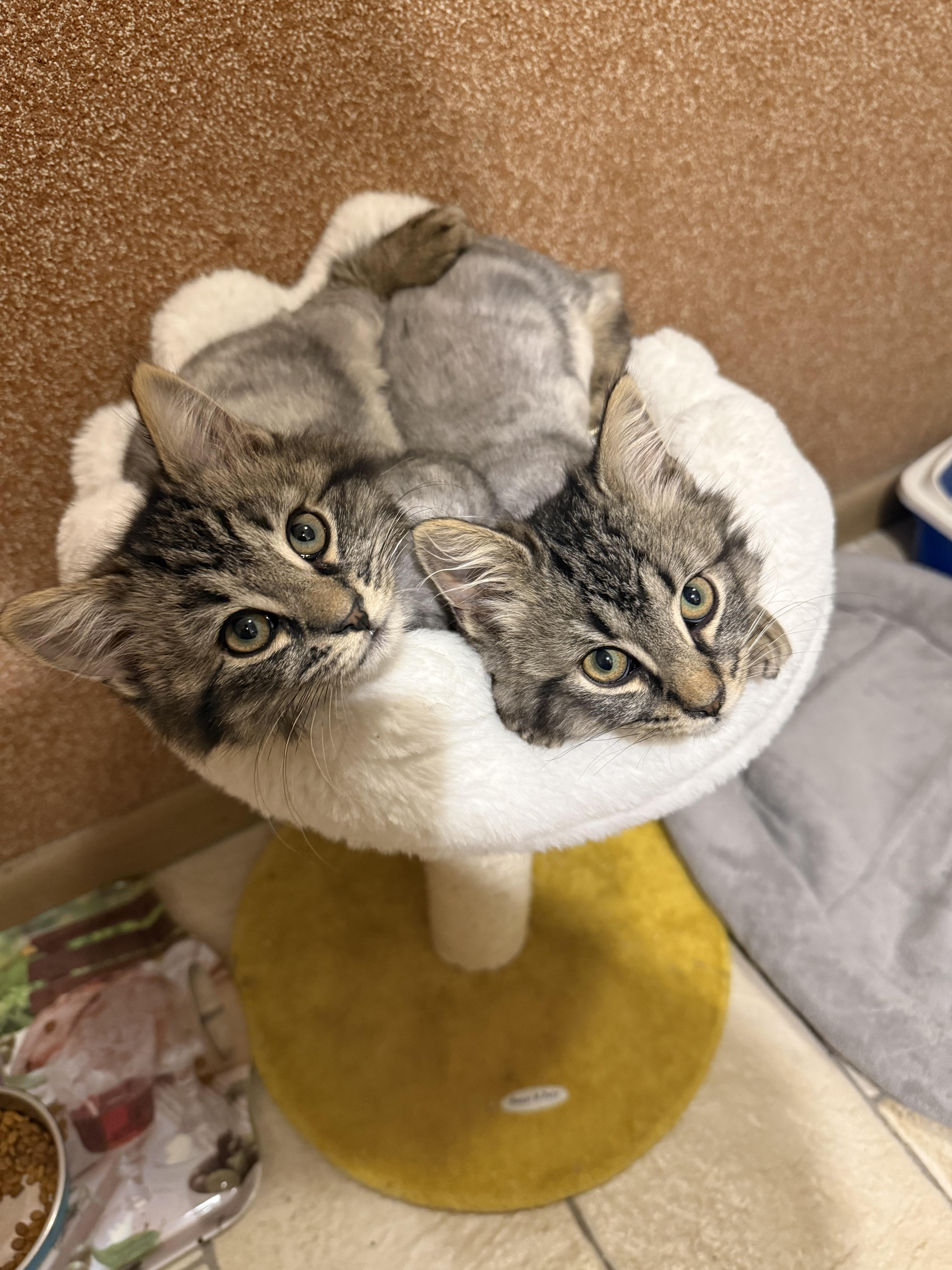 Enlarge Yam, an adoptable mixed breed in Clifton, NJ image 4/5