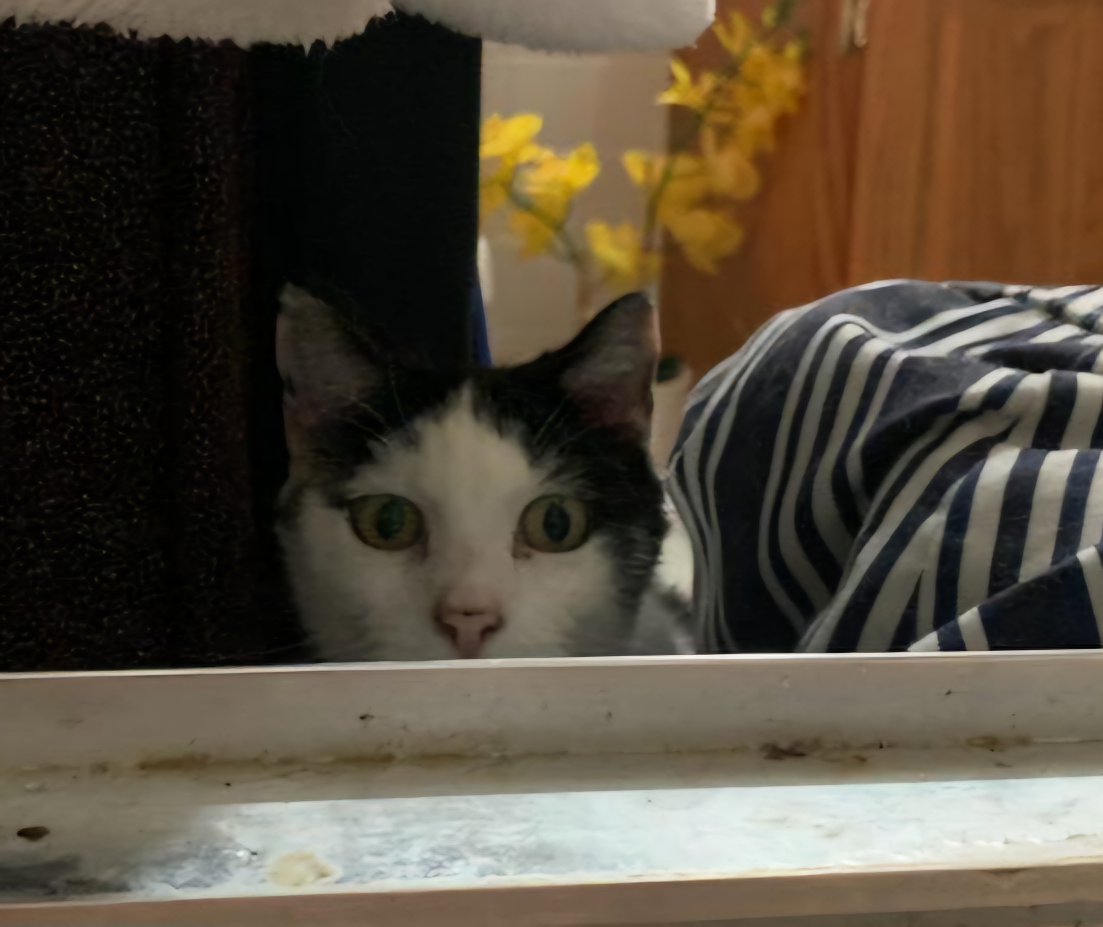 Enlarge Jazz, a Adoptable Domestic Short Hair in Fort Worth, TX image 6/8