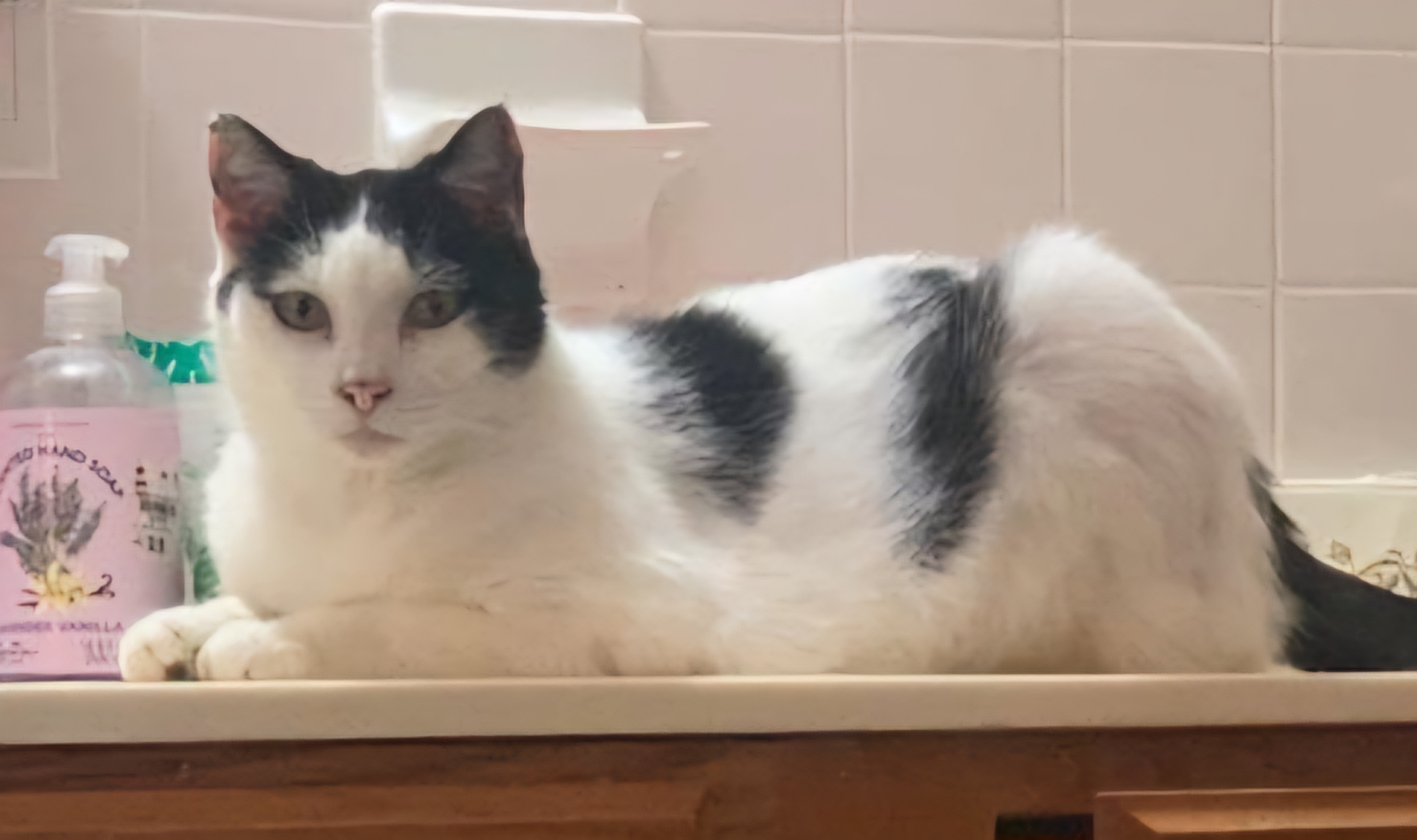 Enlarge Jazz, a Adoptable Domestic Short Hair in Fort Worth, TX image 1/8