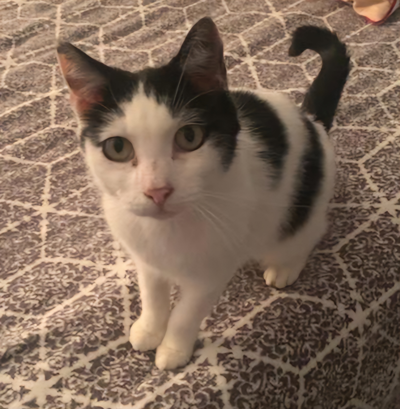 Enlarge Jazz, a Adoptable Domestic Short Hair in Fort Worth, TX image 5/8