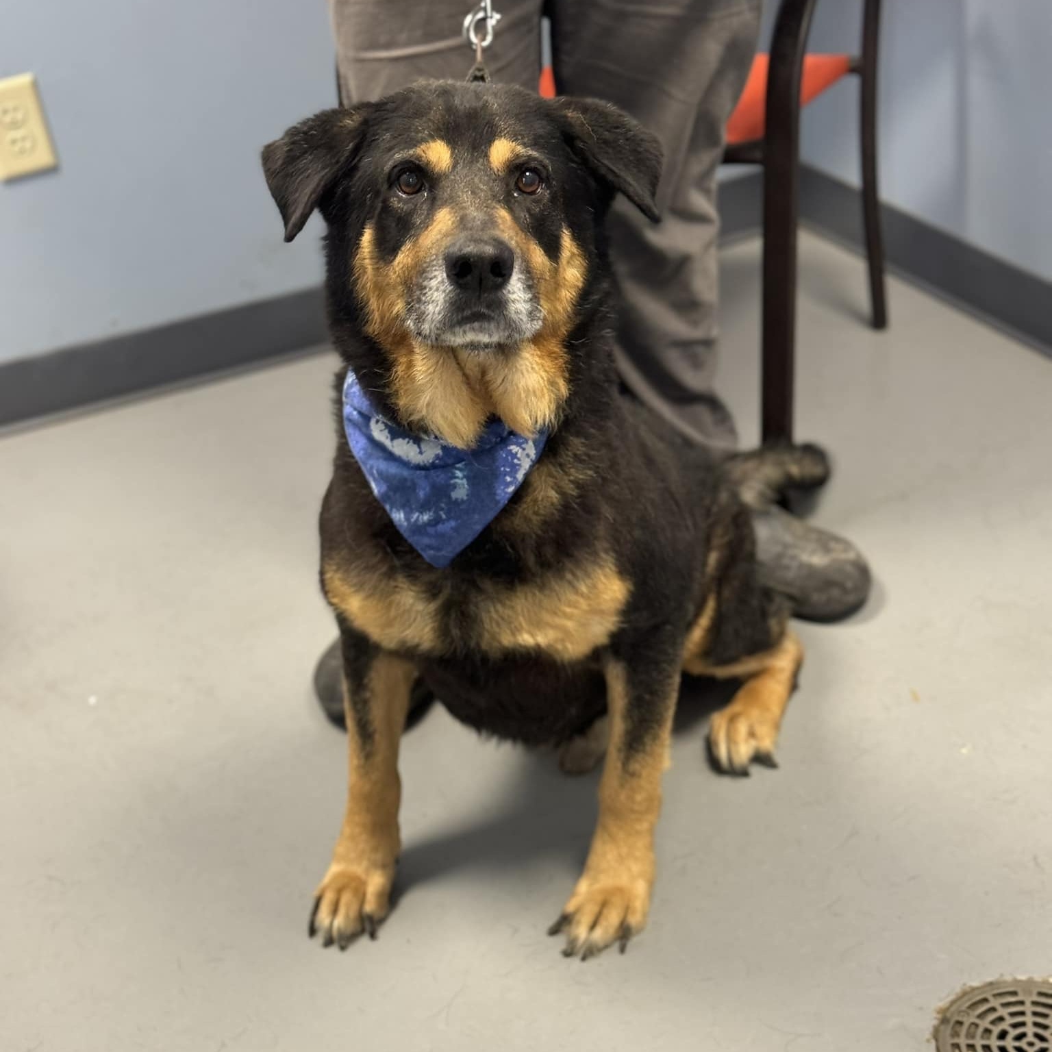 Dog for adoption Rocky, a Shepherd in Zanesville, OH Petfinder