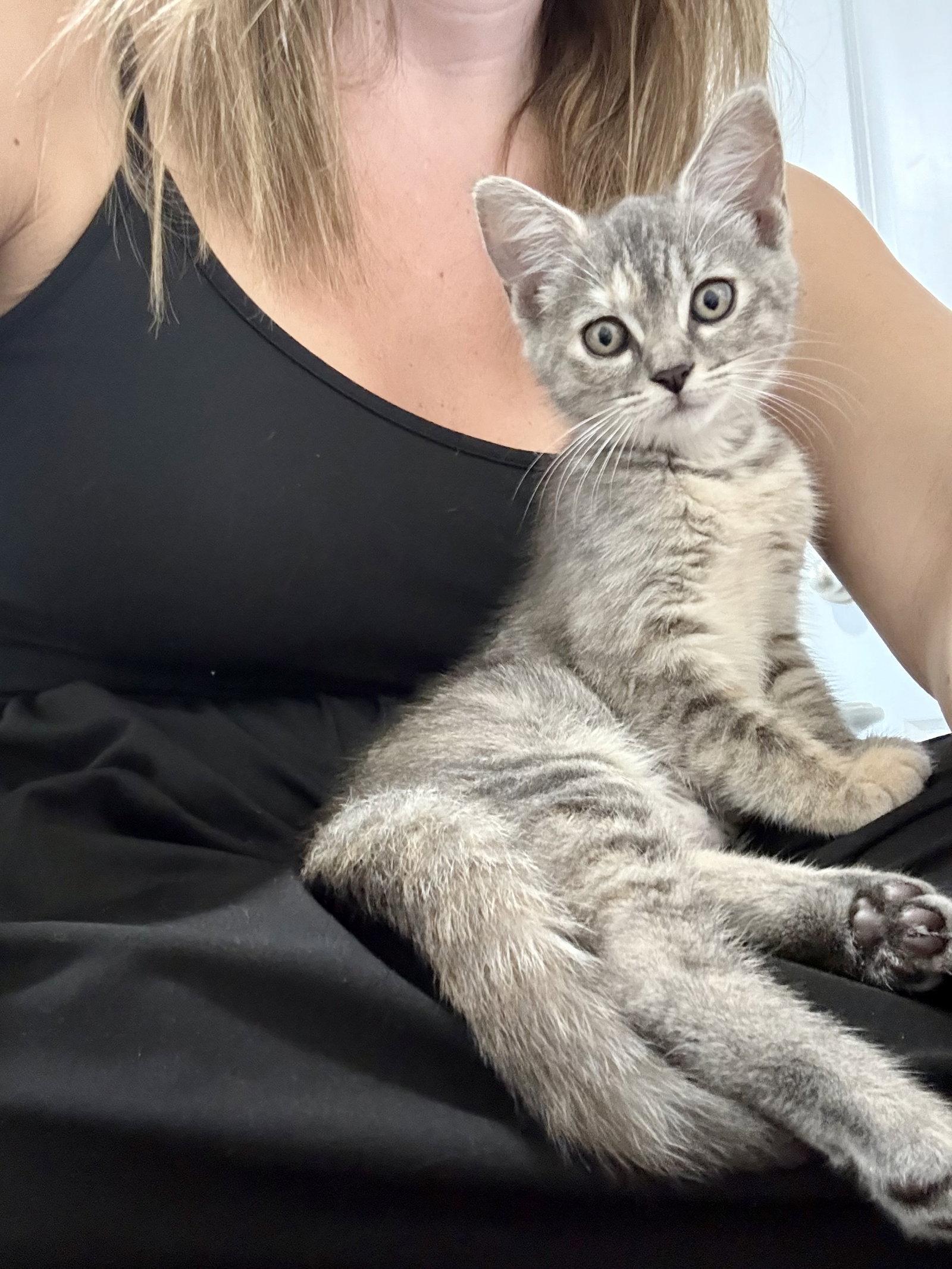 Rose, Adoptable, Kitten Female Domestic Short Hair.
