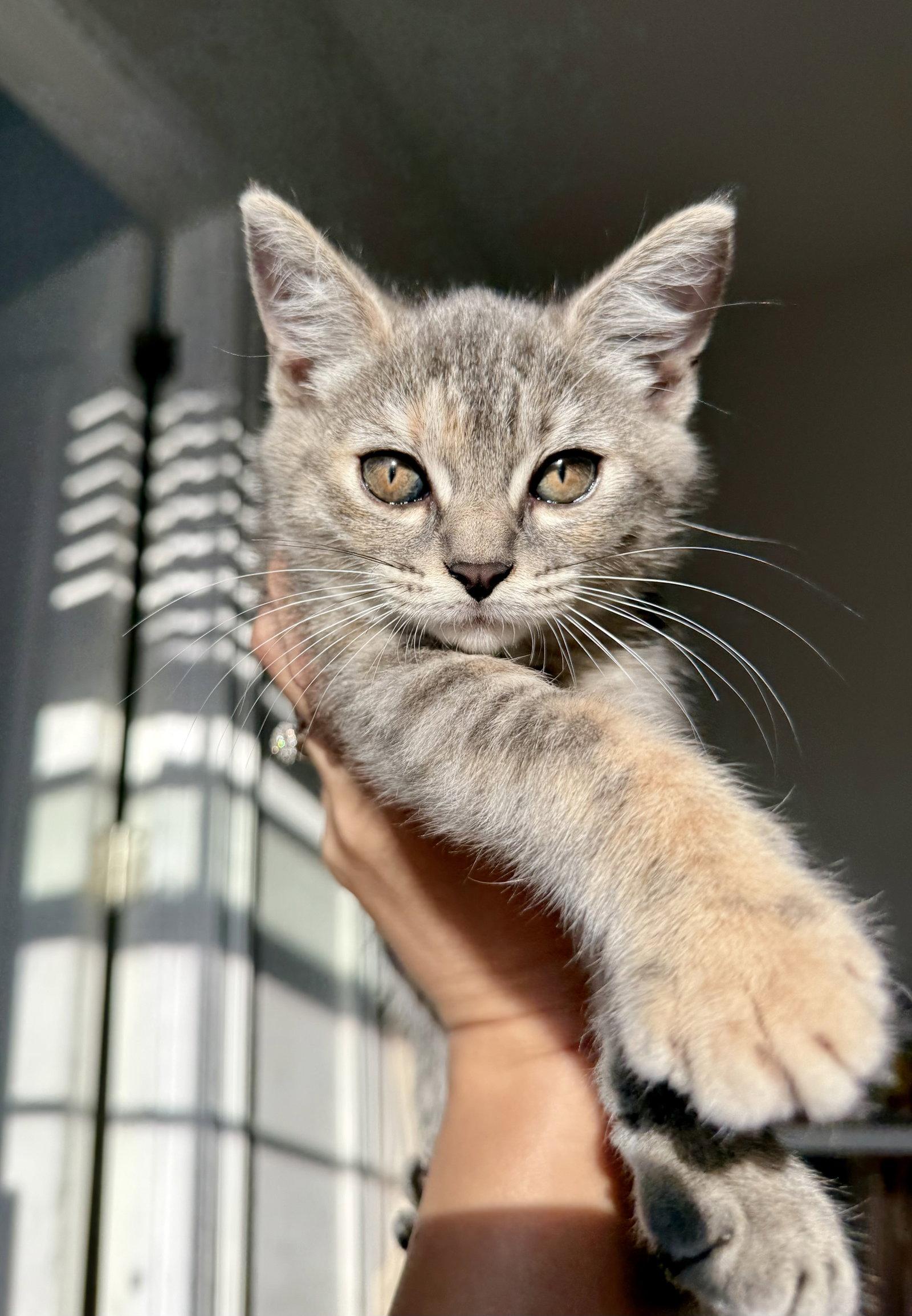 Enlarge Rose, a Adoptable Domestic Short Hair in Orlando, FL image 2/3