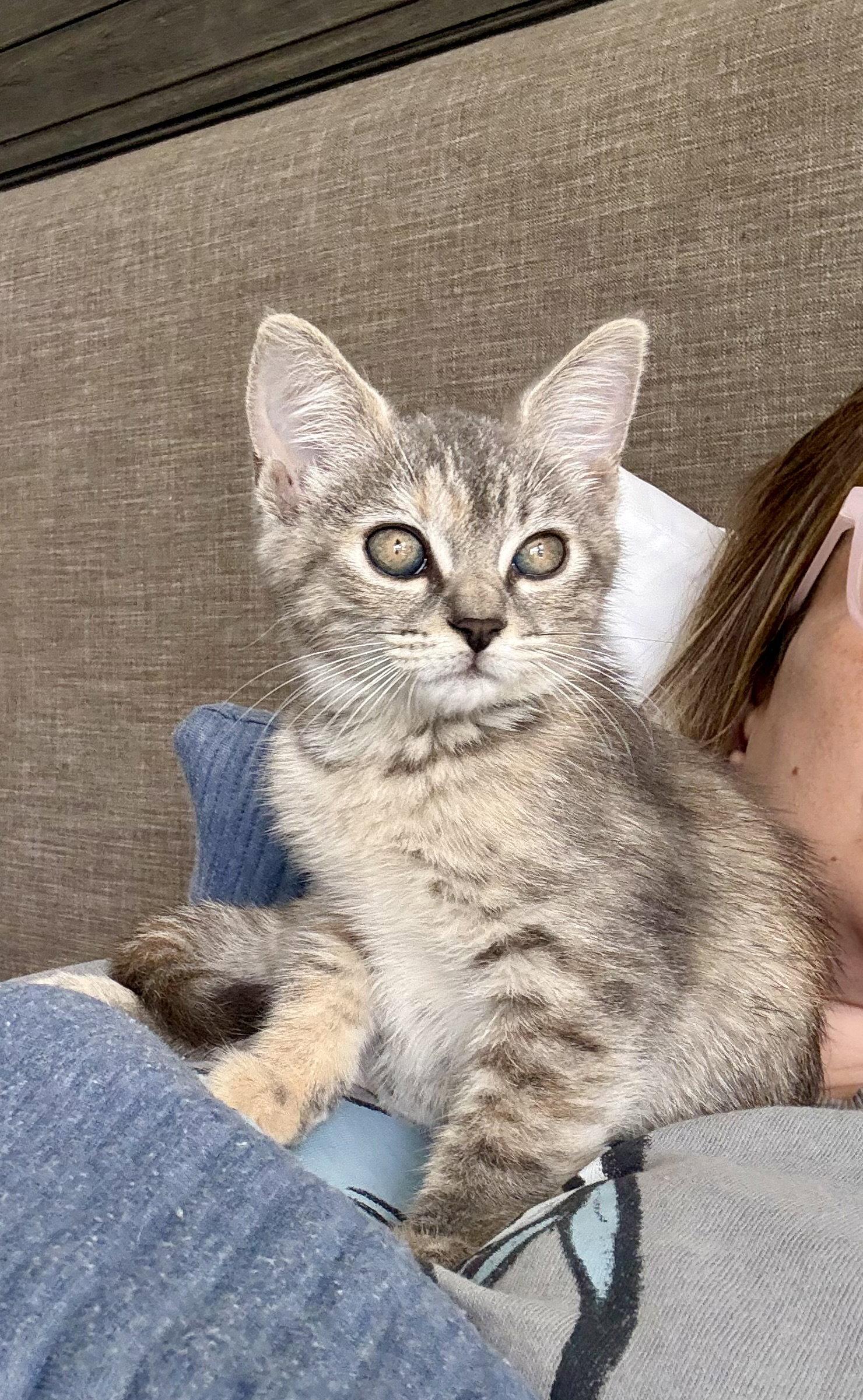 Enlarge Rose, a Adoptable Domestic Short Hair in Orlando, FL image 3/3