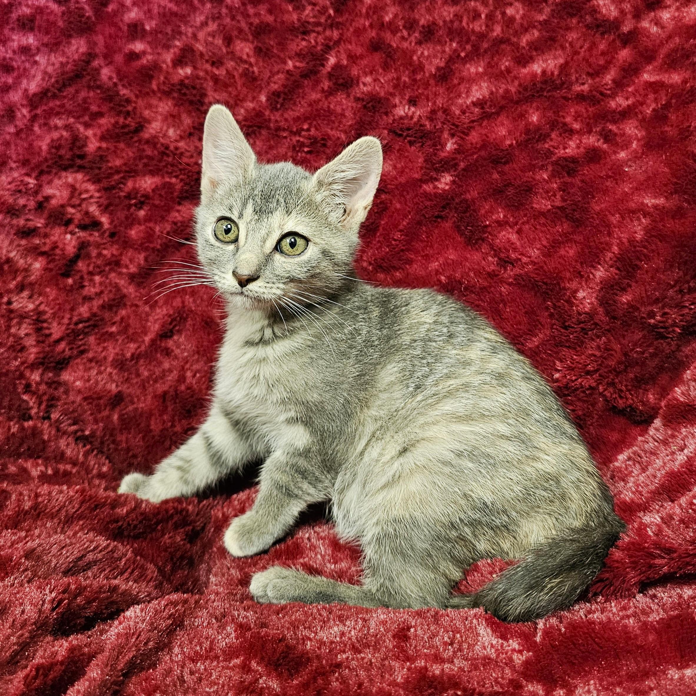 Enlarge Maple, a Adoptable mixed breed in Searcy, AR image 1/3
