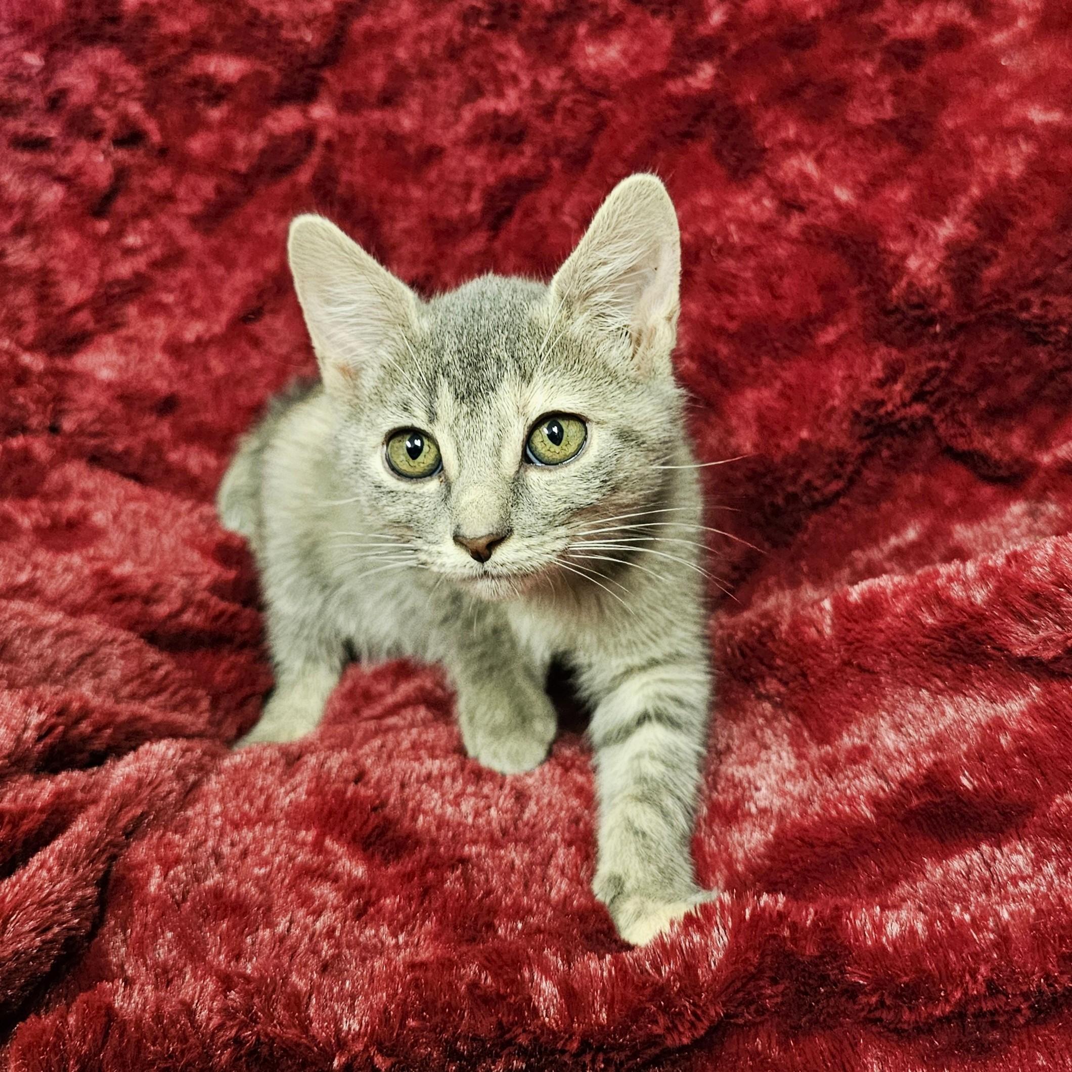 Enlarge Maple, a Adoptable mixed breed in Searcy, AR image 2/3