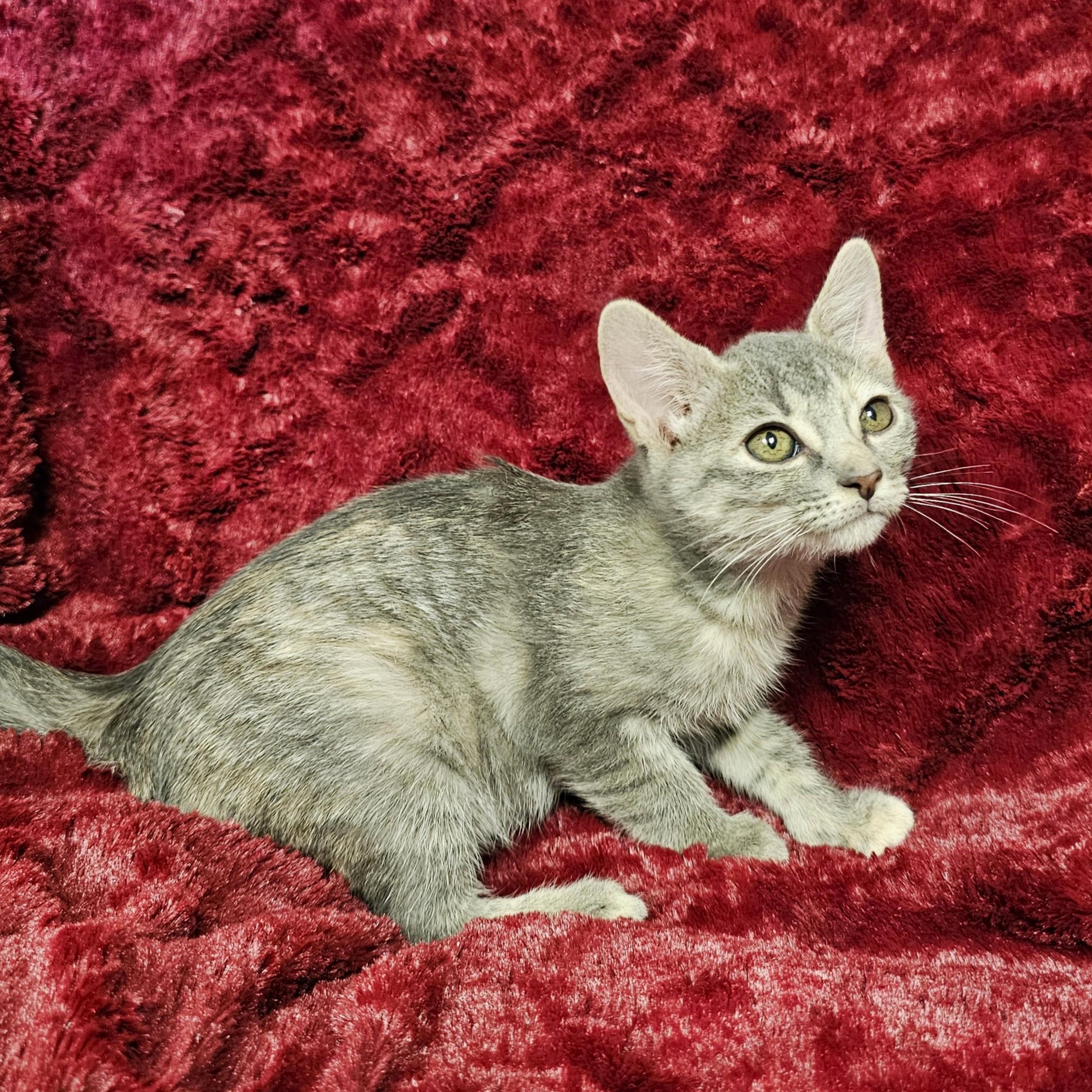 Enlarge Maple, a Adoptable mixed breed in Searcy, AR image 3/3