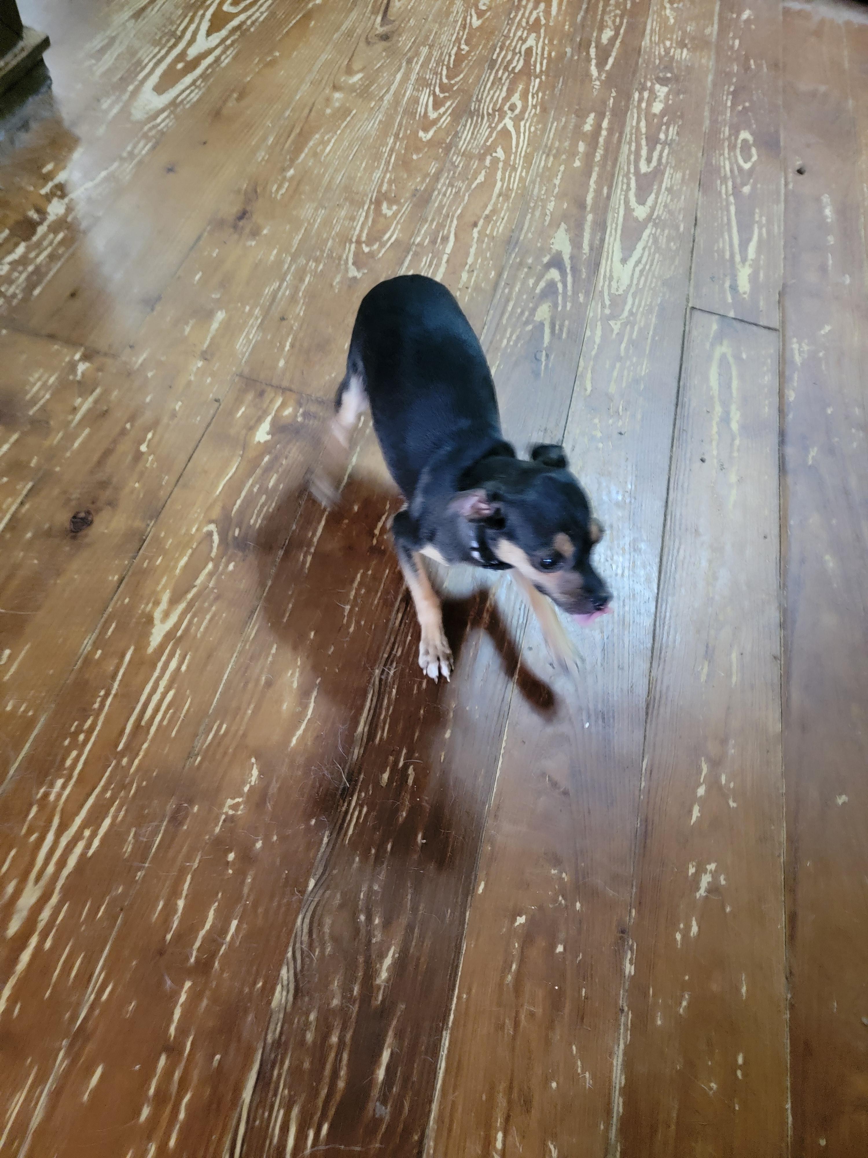 Enlarge Gloria, a ADOPTABLE Chihuahua in Van Alstyne, TX image 4/5