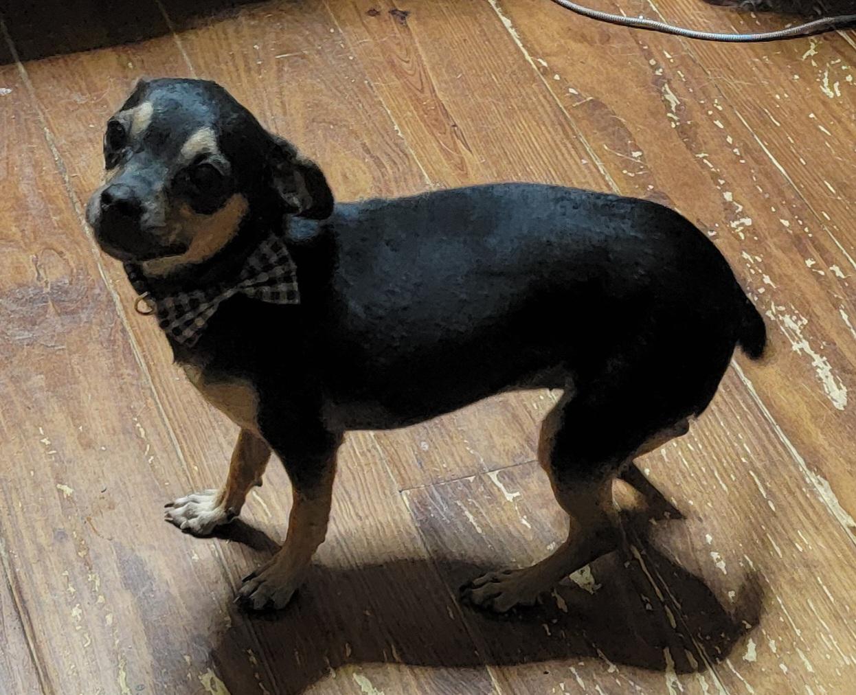 Gloria, ADOPTABLE, Adult Female Chihuahua.