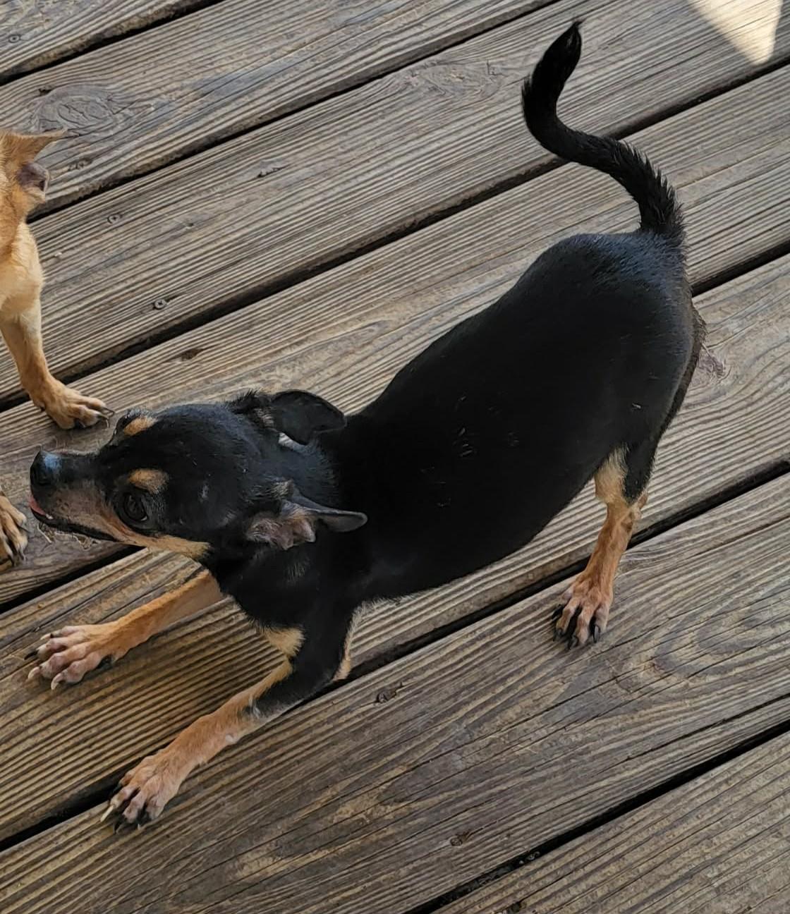Enlarge Gloria, a ADOPTABLE Chihuahua in Van Alstyne, TX image 3/5