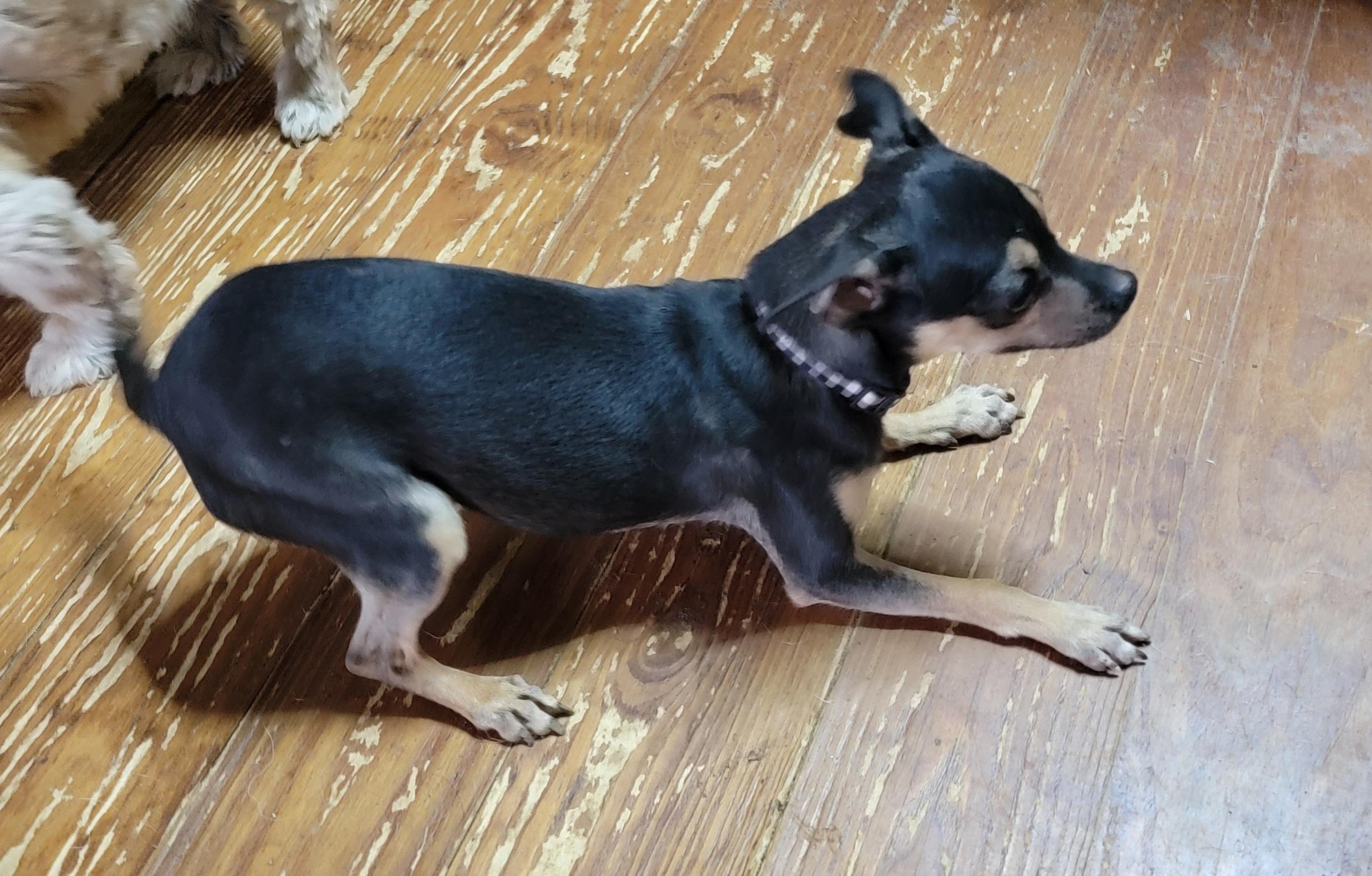 Enlarge Gloria, a ADOPTABLE Chihuahua in Van Alstyne, TX image 5/5