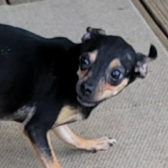 Enlarge Gloria, a ADOPTABLE Chihuahua in Van Alstyne, TX image 2/5
