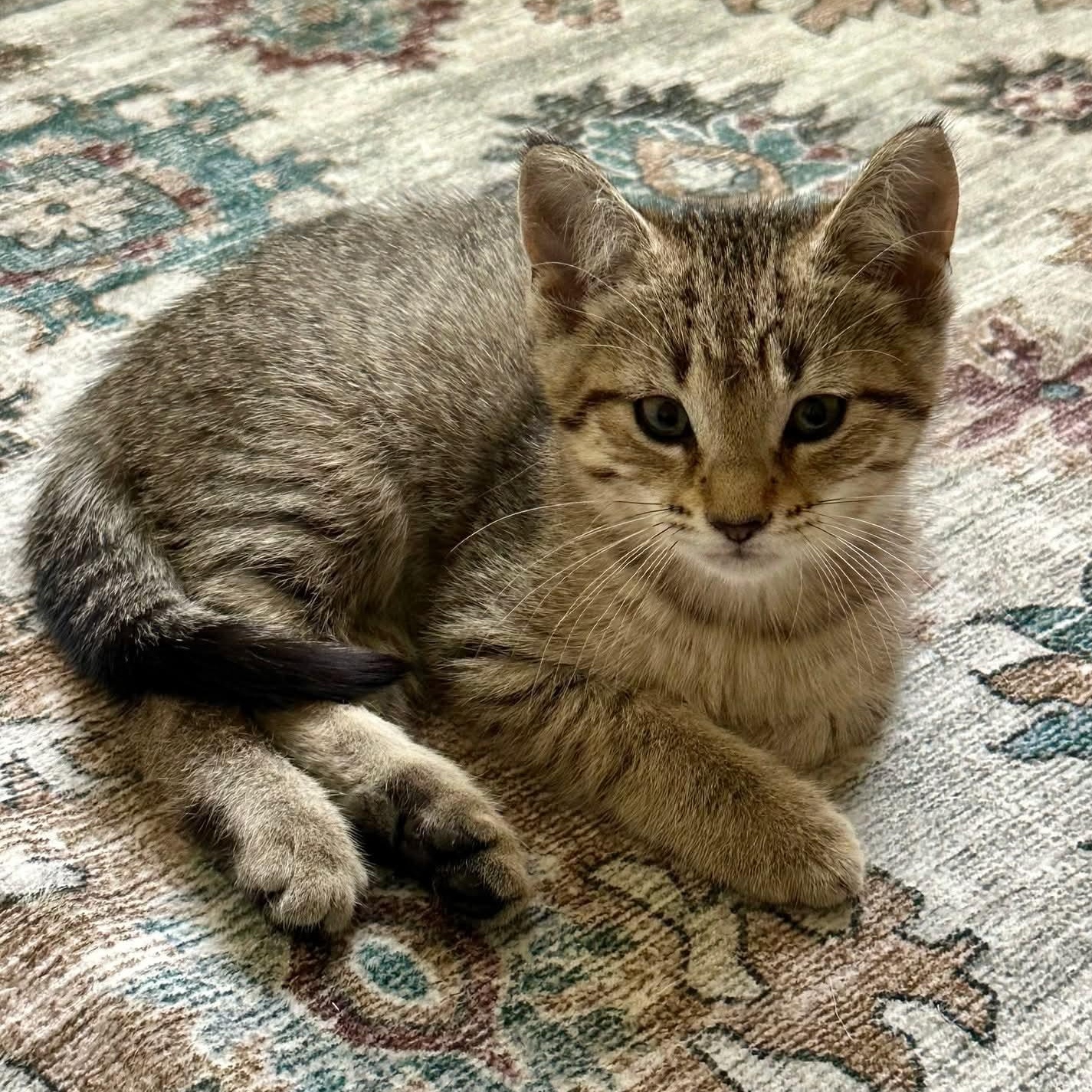 Enlarge Ginger, a Adoptable mixed breed in Kentwood, MI image 2/6