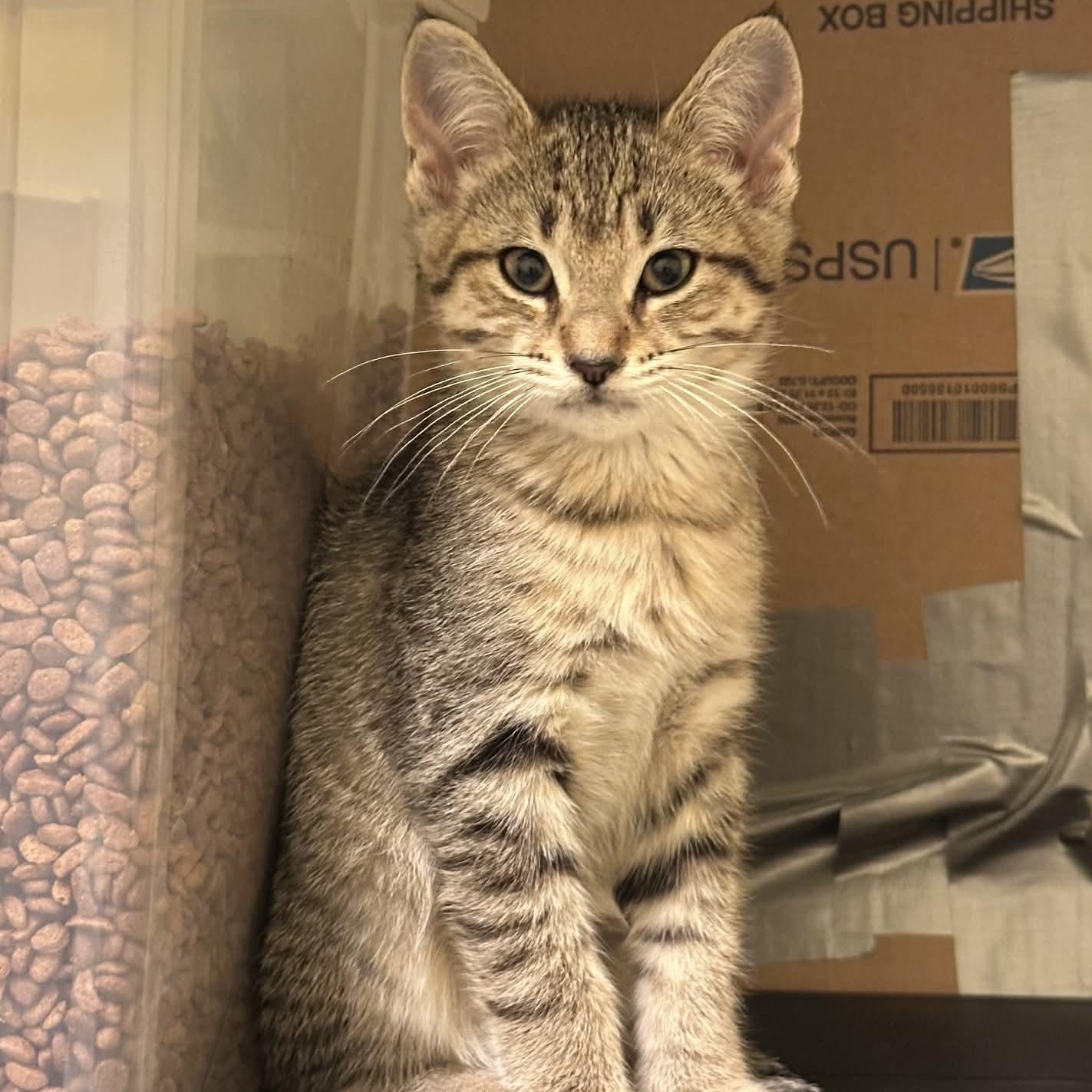 Ginger, Adoptable, Kitten Female Tabby & Tortoiseshell.