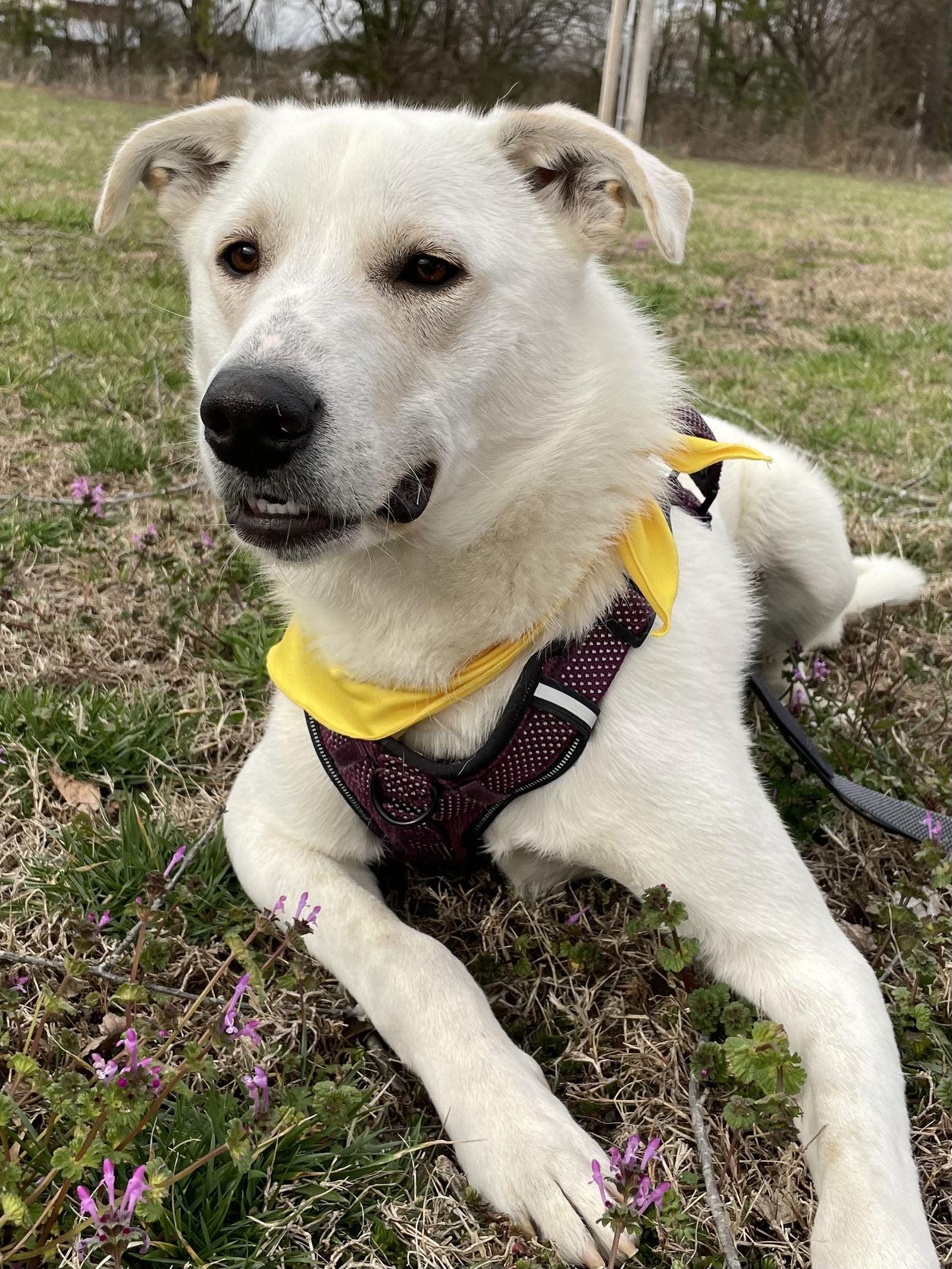 Lovie, Adopted, Young Female Mixed Breed.