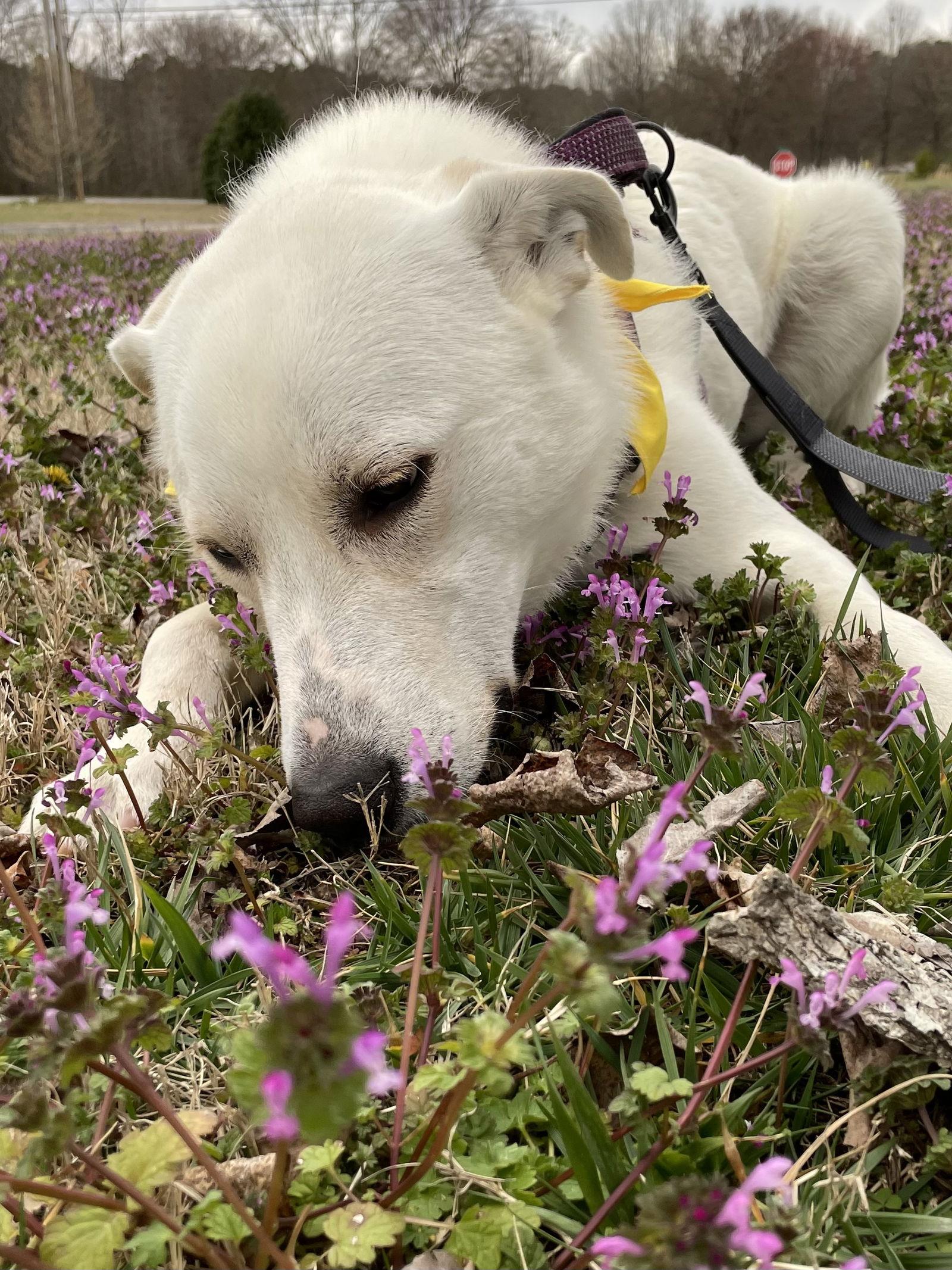Lovie, a Adopted Mixed Breed in Chatsworth, GA image 2/2