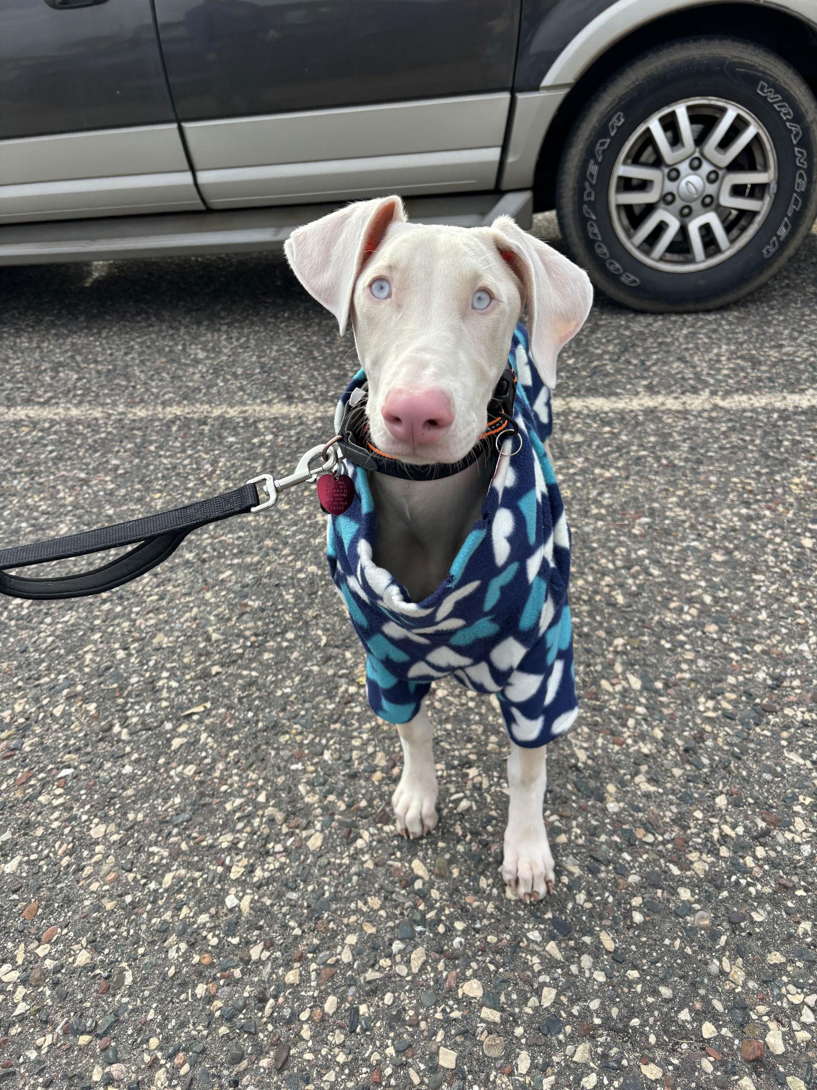 Aurora, Adopted, Puppy Female Doberman Pinscher.