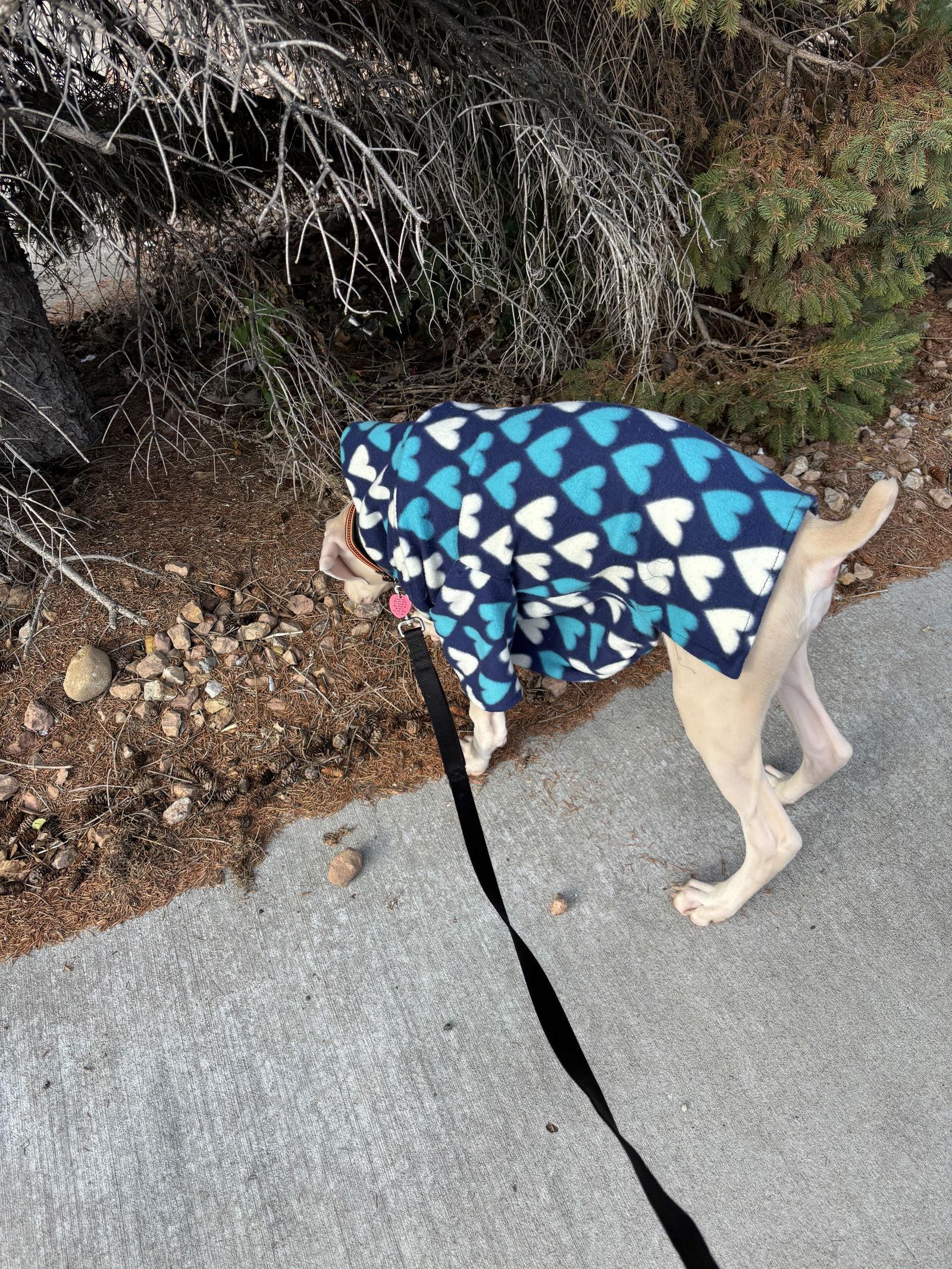 Enlarge Aurora, a Adopted Doberman Pinscher in Minneapolis, MN image 2/3