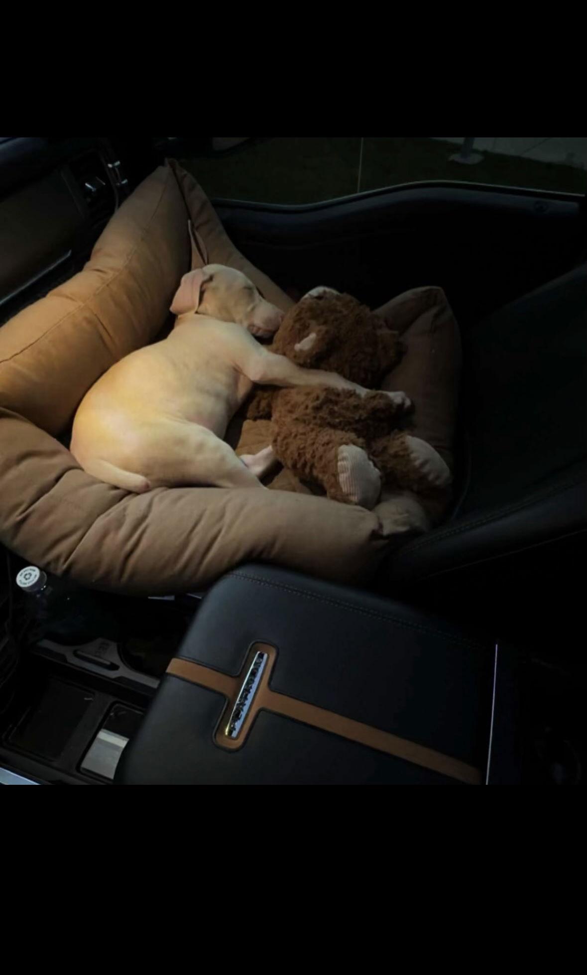 Enlarge Aurora, a Adopted Doberman Pinscher in Minneapolis, MN image 3/3