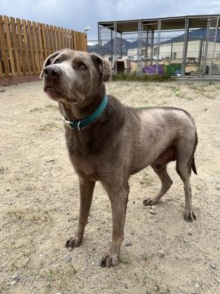 Moose, Senior Male unknown