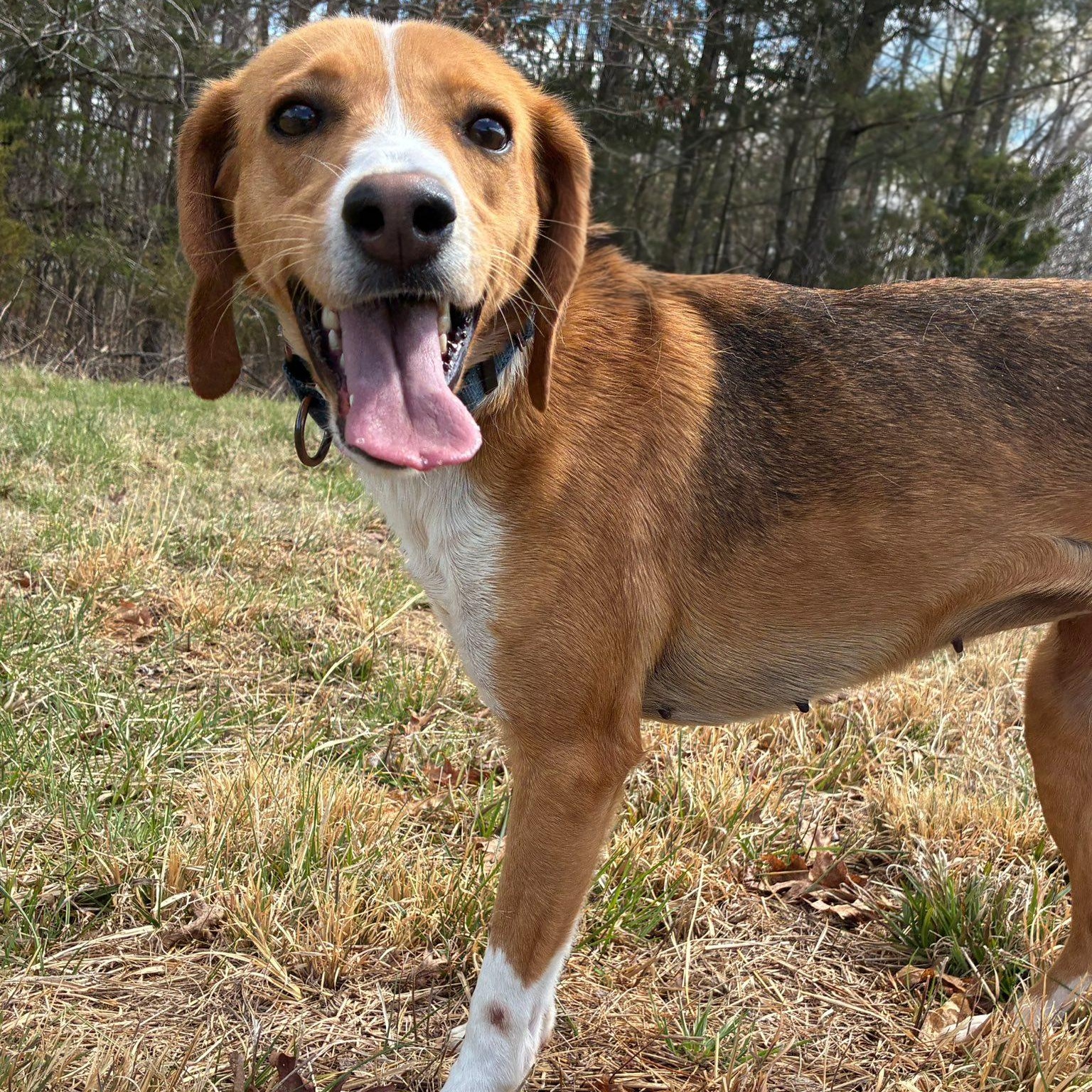 Enlarge Lucy, a ADOPTABLE American Foxhound in Cumberland , VA image 4/4