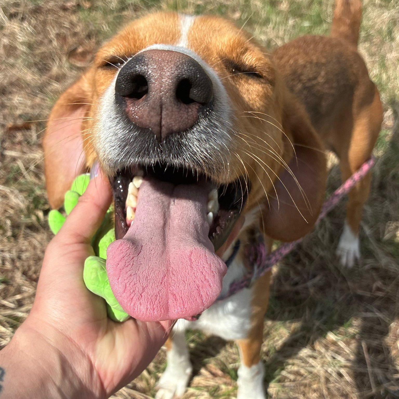 Enlarge Lucy, a ADOPTABLE American Foxhound in Cumberland , VA image 2/4