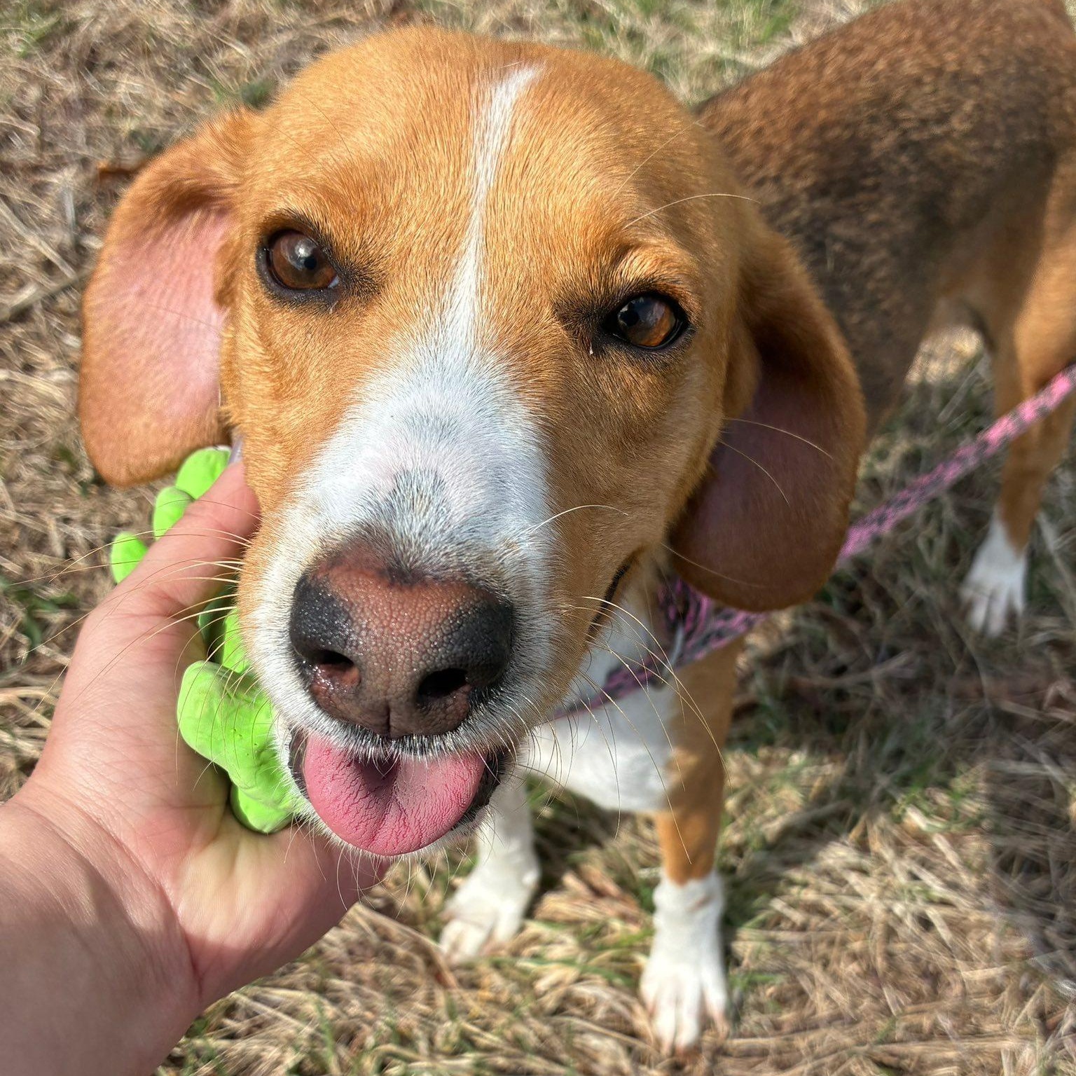 Lucy, ADOPTABLE, Young Female American Foxhound.