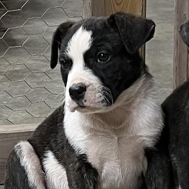 Enlarge Roo, a Adoptable Mixed Breed in Independence, KS image 1/1