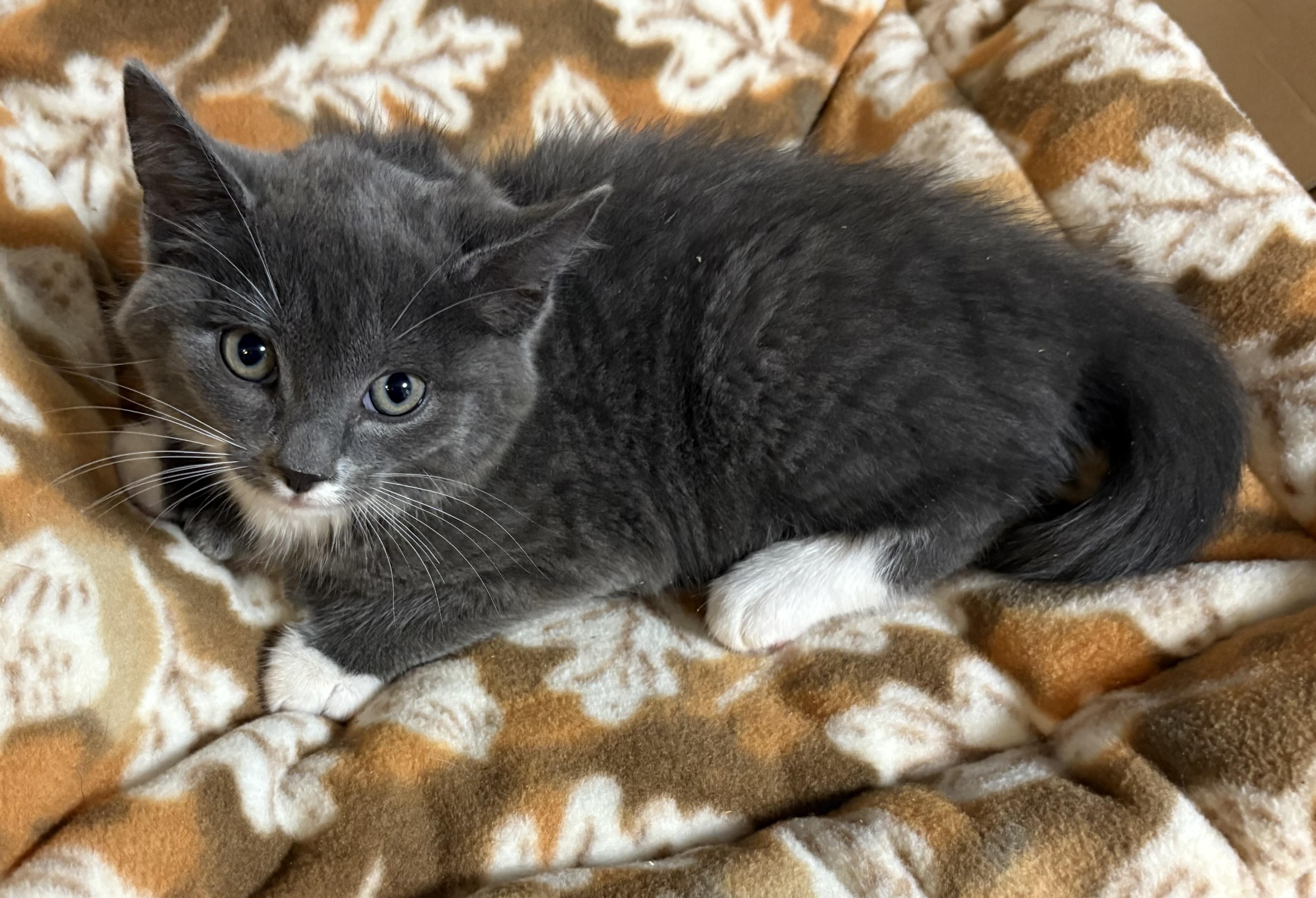 Spooky, Adoptable, Kitten Female Domestic Short Hair.