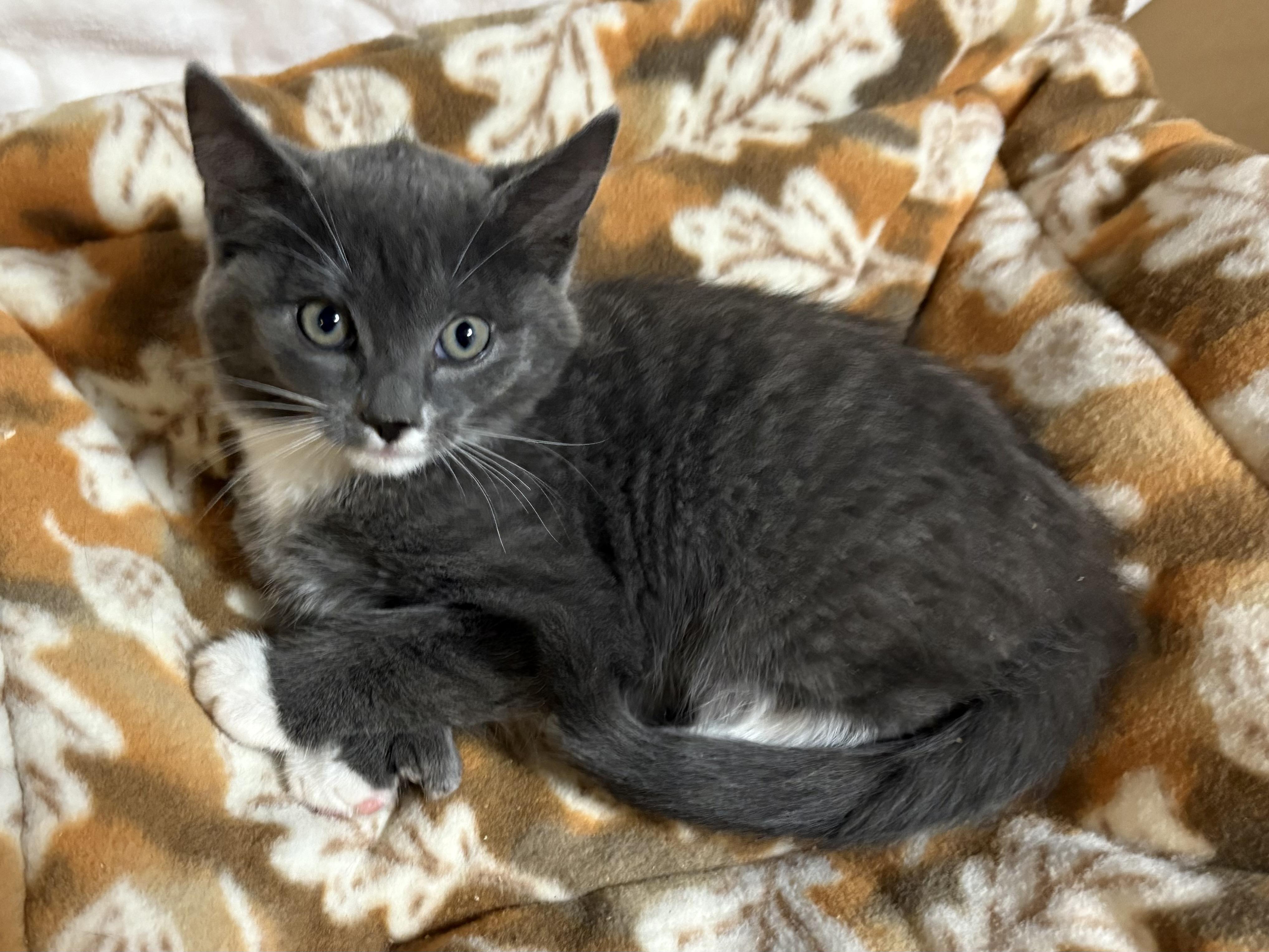 Enlarge Spooky, a Adoptable Domestic Short Hair in Seaford, NY image 2/3