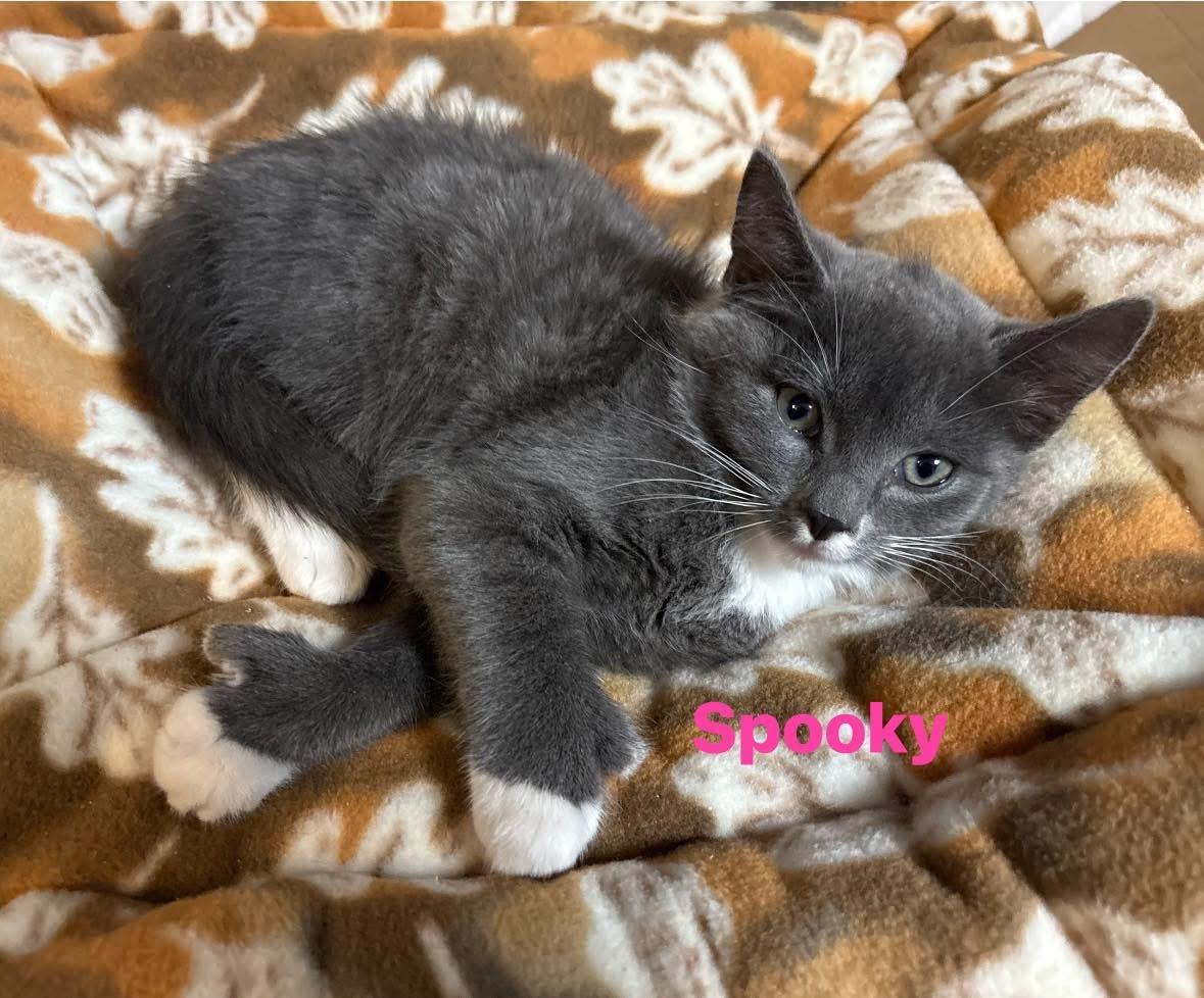 Enlarge Spooky, a Adoptable Domestic Short Hair in Seaford, NY image 3/3