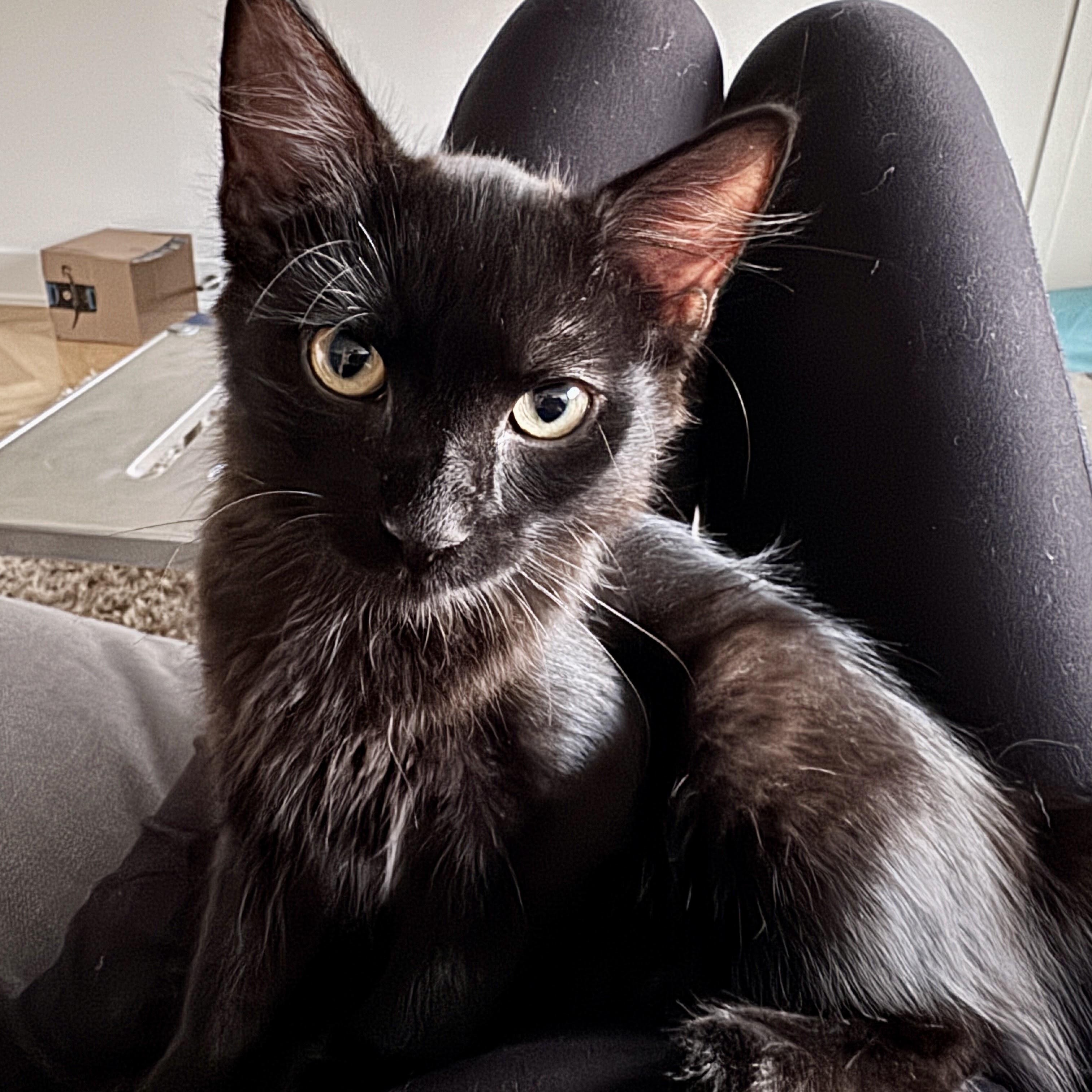 Enlarge Sumo Orange, a Adoptable Domestic Medium Hair in brooklyn, NY image 2/5