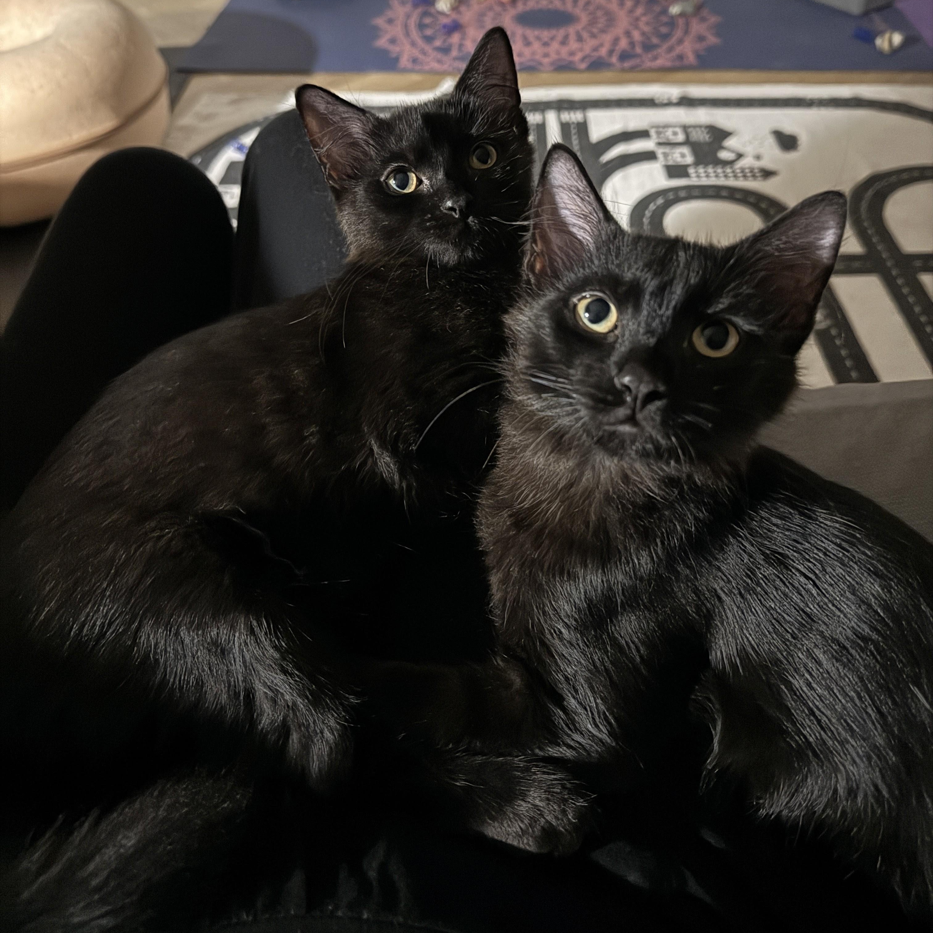 Enlarge Sumo Orange, a Adoptable Domestic Medium Hair in brooklyn, NY image 3/5