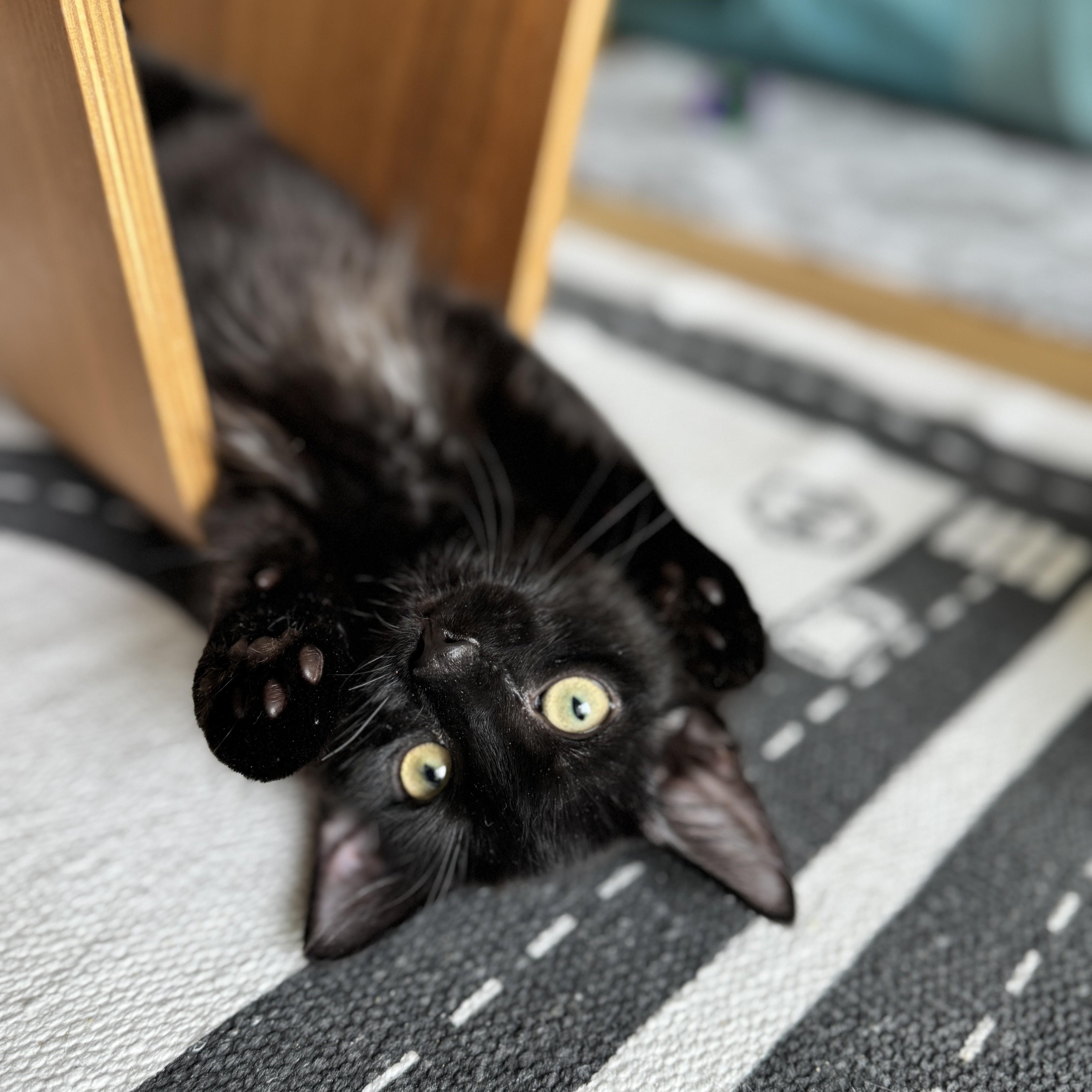 Enlarge Sumo Orange, a Adoptable Domestic Medium Hair in brooklyn, NY image 1/5