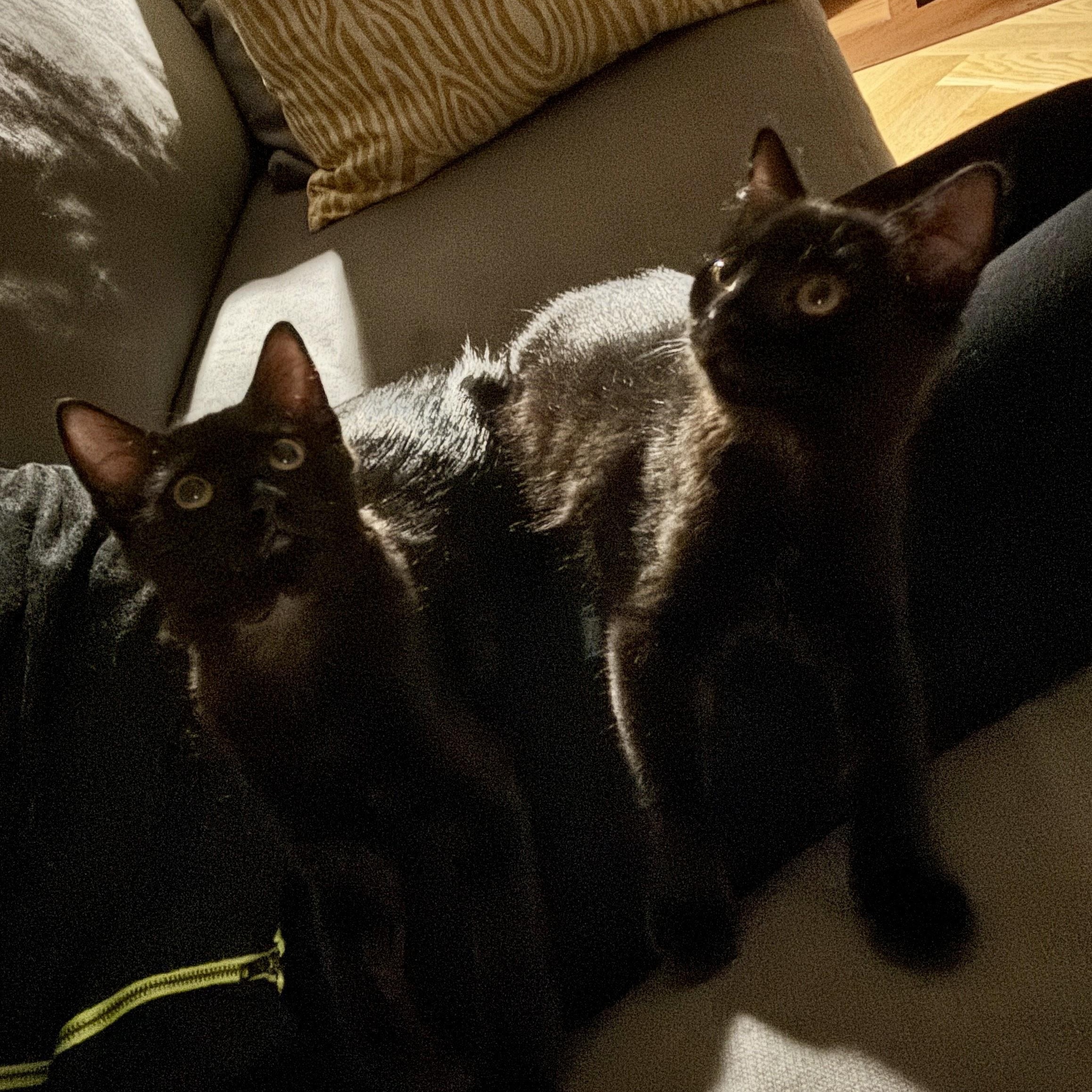 Sumo Orange thumbnail 4