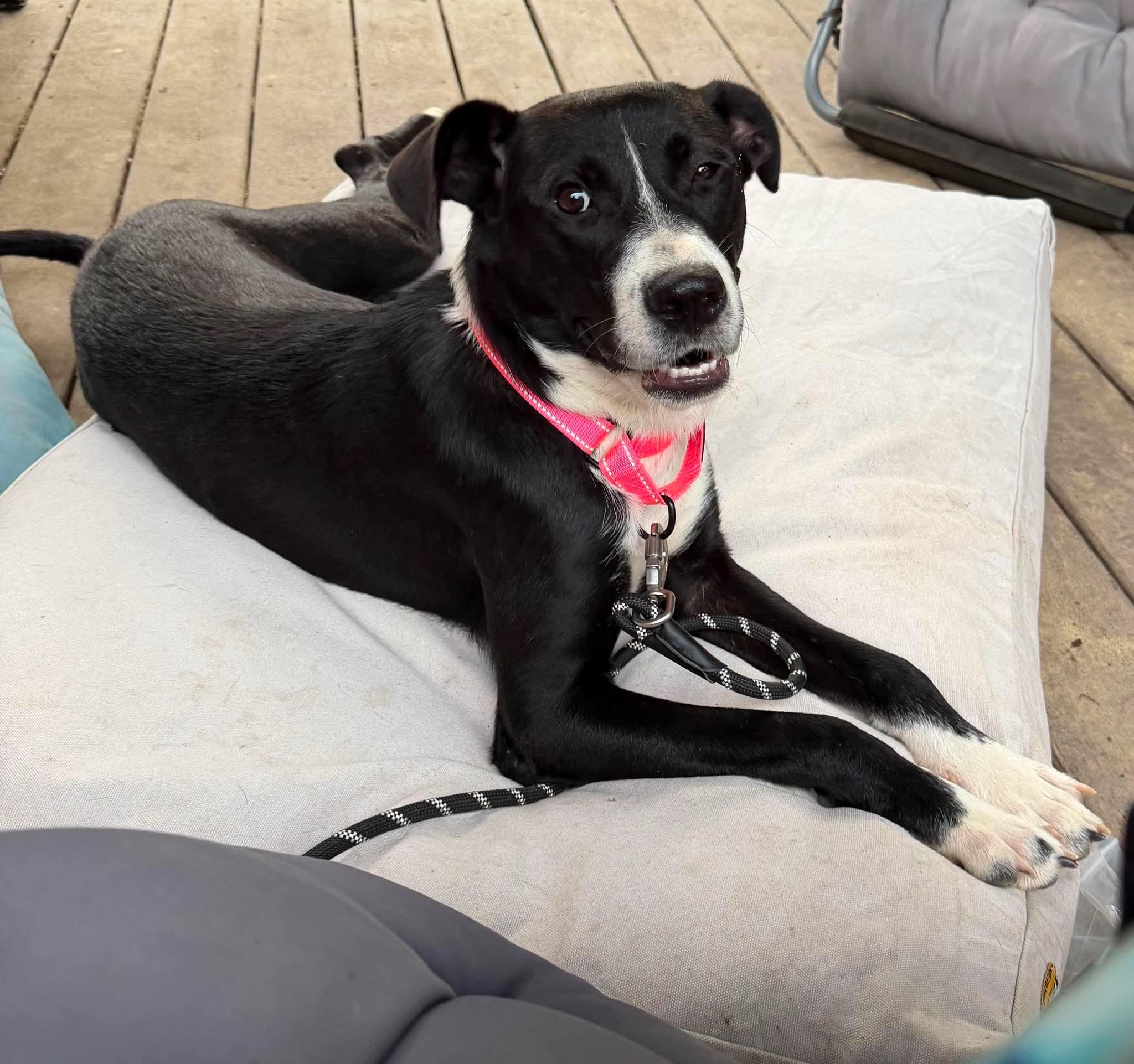 Sallie, Adopted, Young Female Labrador Retriever & Terrier.