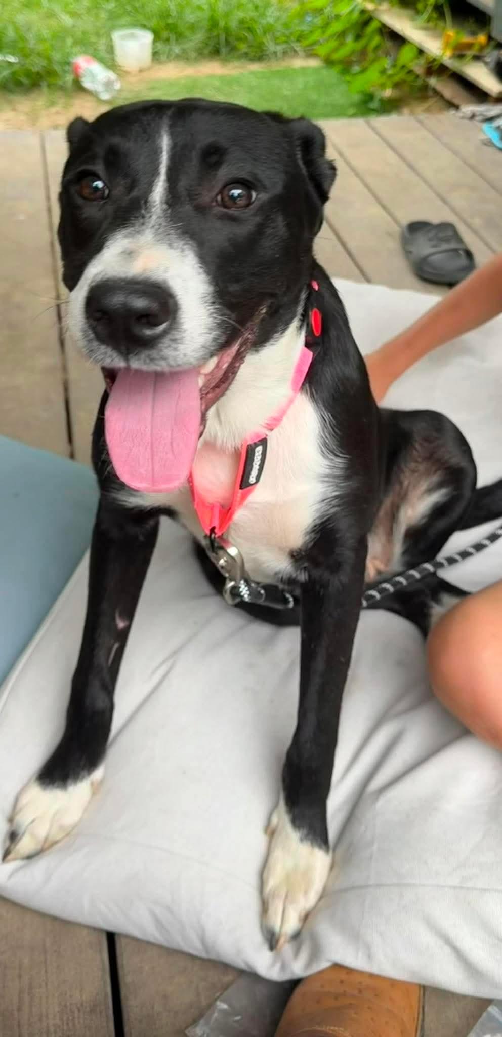Enlarge Sallie, a Adopted mixed breed in Melbourne , FL image 2/4