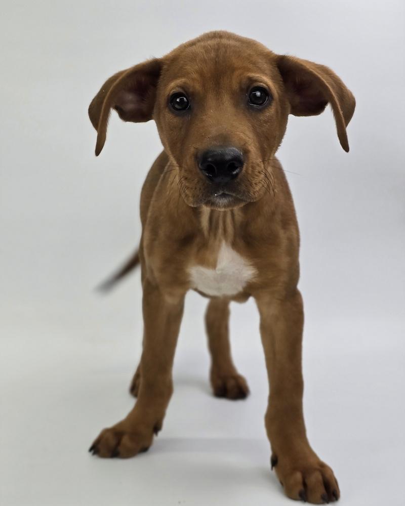 Enlarge Dobby, a Adoptable mixed breed in Sedalia, CO image 1/4