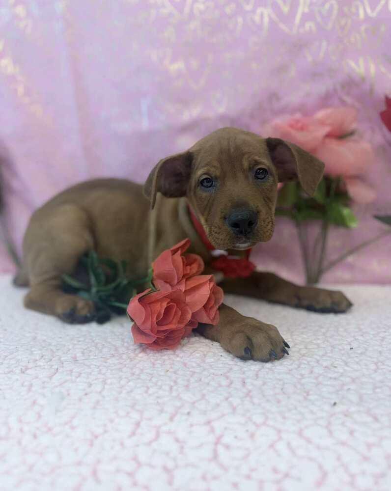 Enlarge Dobby, a Adoptable mixed breed in Sedalia, CO image 4/4