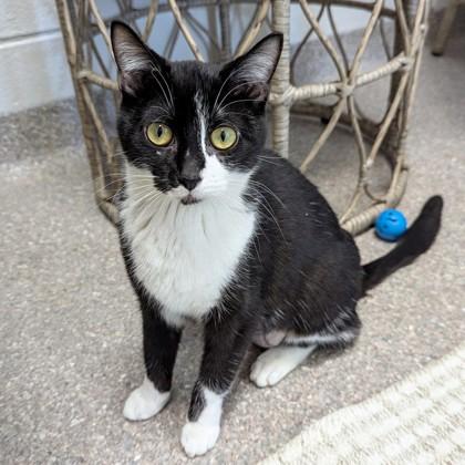 Enlarge Rhonda, a Adoptable mixed breed in Wheaton, IL image 1/1