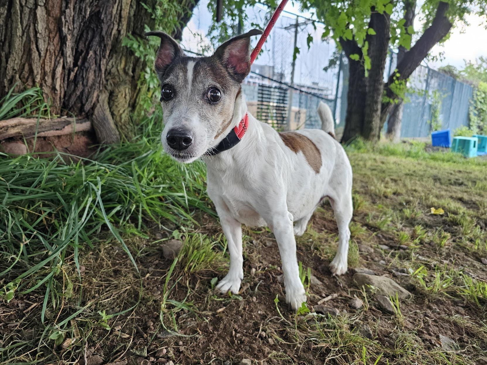 Lucky, Senior Male unknown