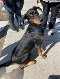 AJ, Adoptable, Young Male Doberman Pinscher.