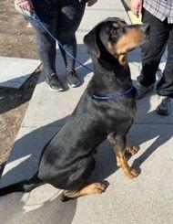 AJ, a Adoptable Doberman Pinscher in Omaha, NE image 2/3
