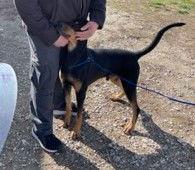 AJ, a Adoptable Doberman Pinscher in Omaha, NE image 3/3