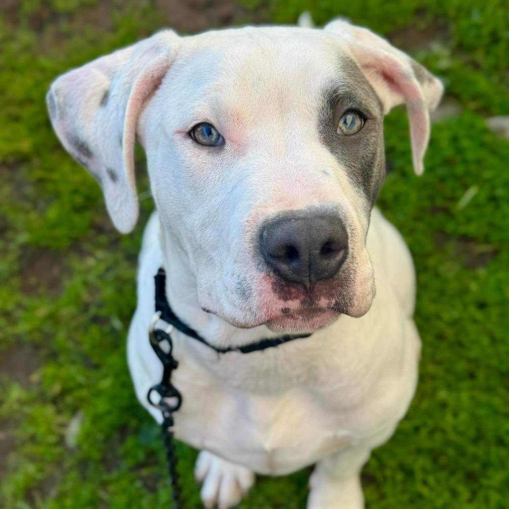 Professor Flitwick, Adoptable, Young Male Pit Bull Terrier & Mixed Breed.